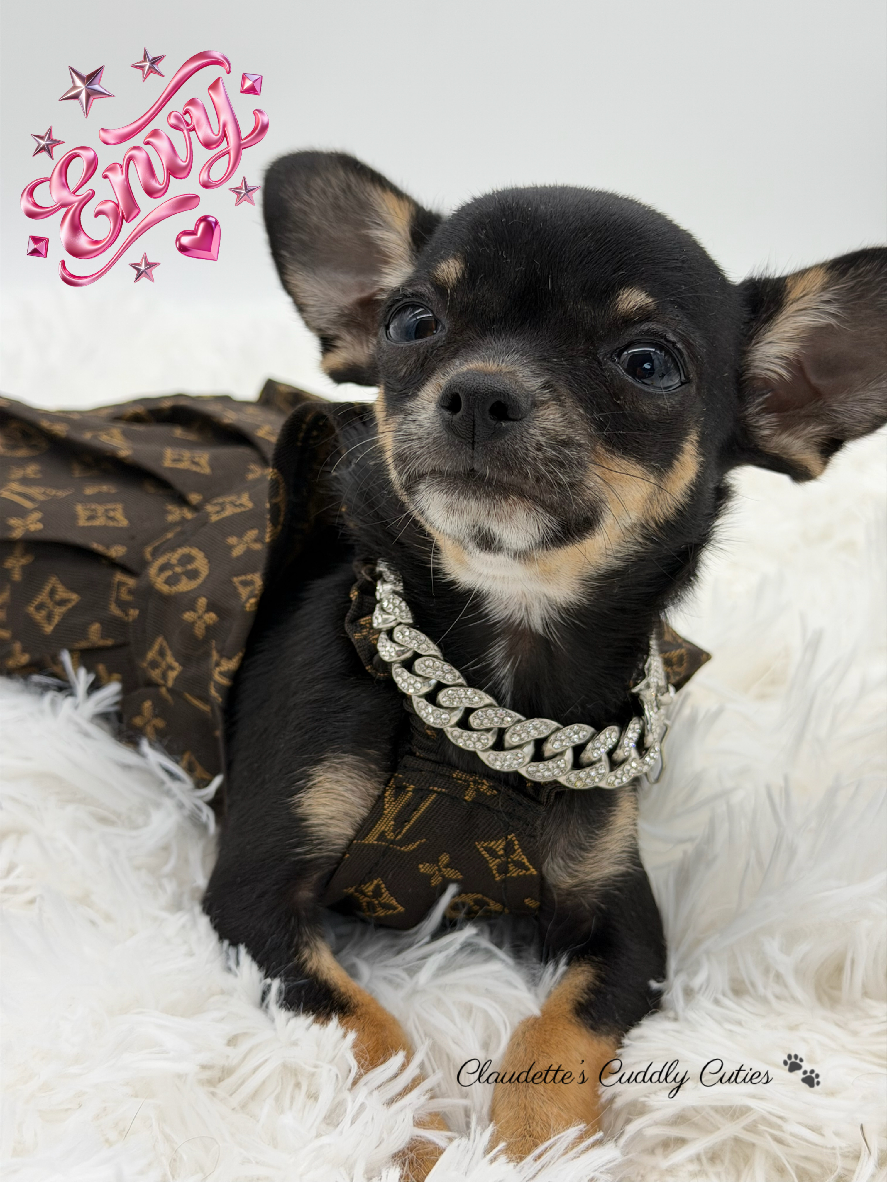 Southeast Texas Yorkies and Chihuahua Puppies for sale