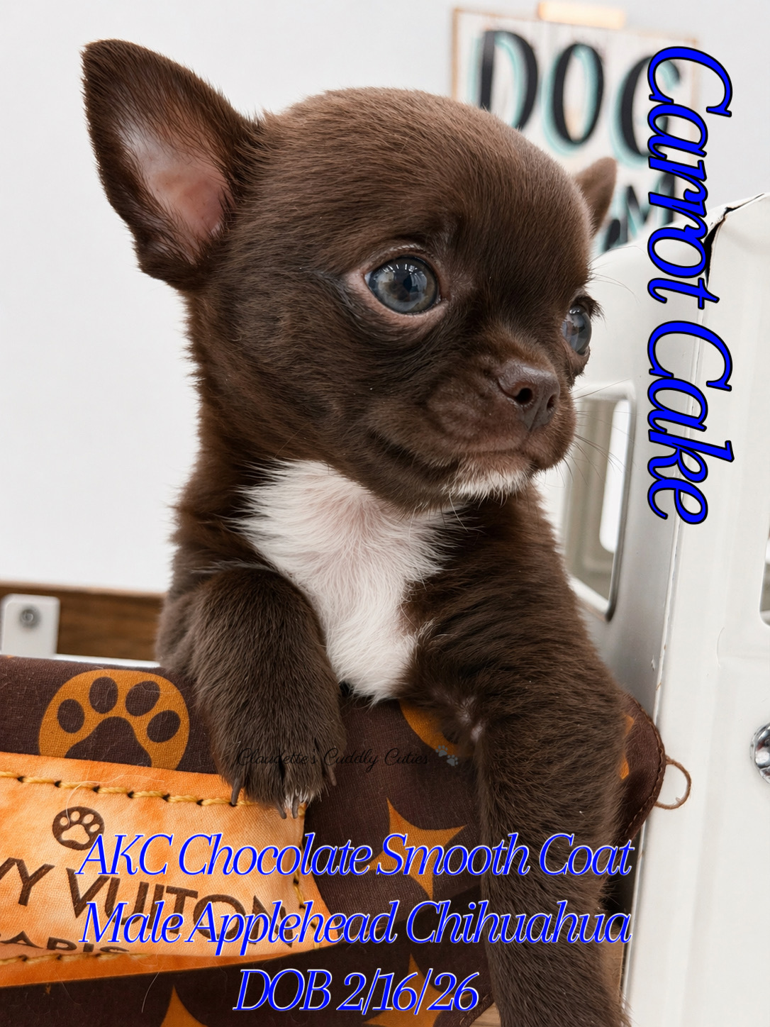 Southeast Texas Yorkies and Chihuahua Puppies for sale