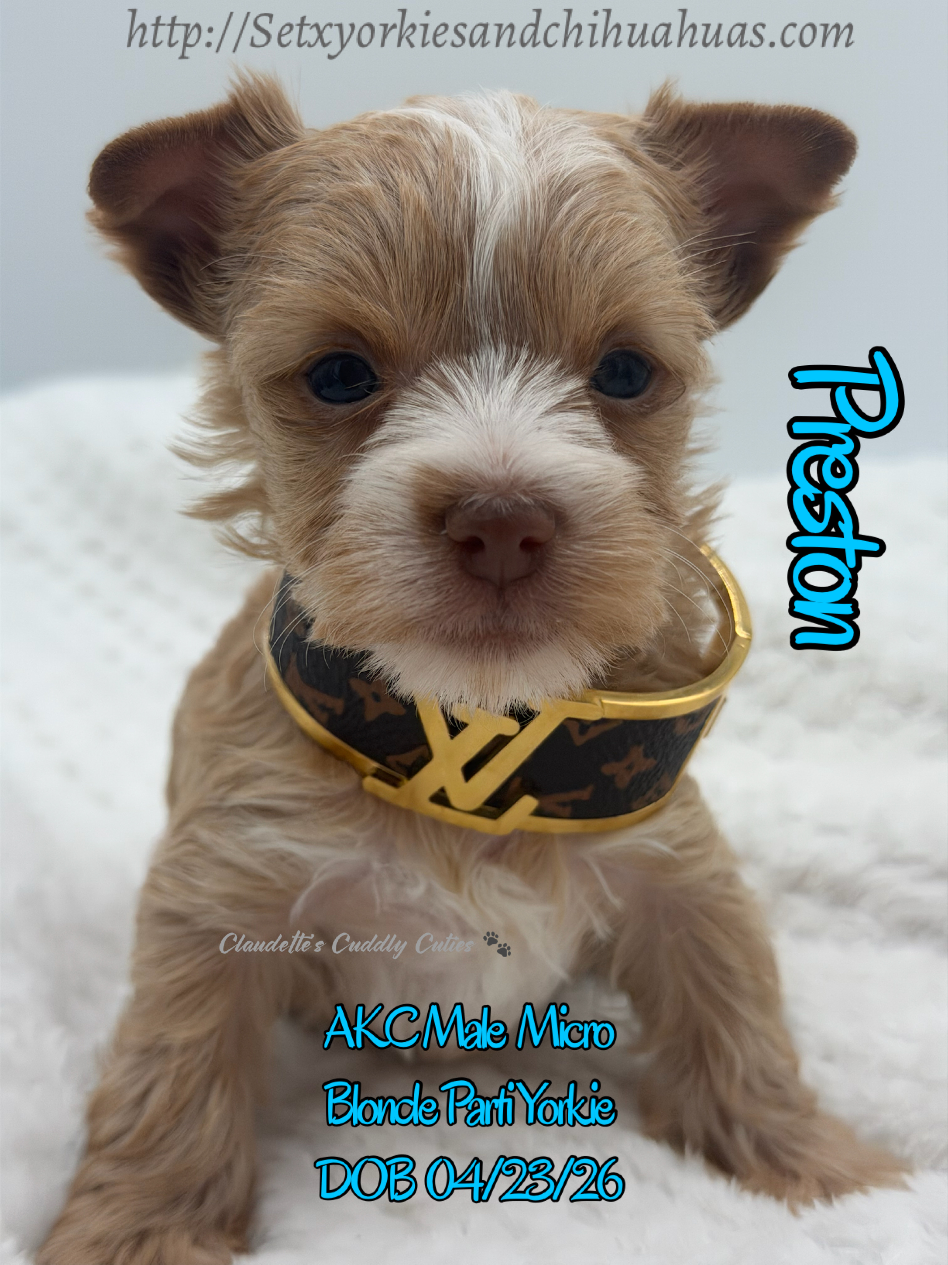 Southeast Texas Yorkies and Chihuahua Puppies for sale