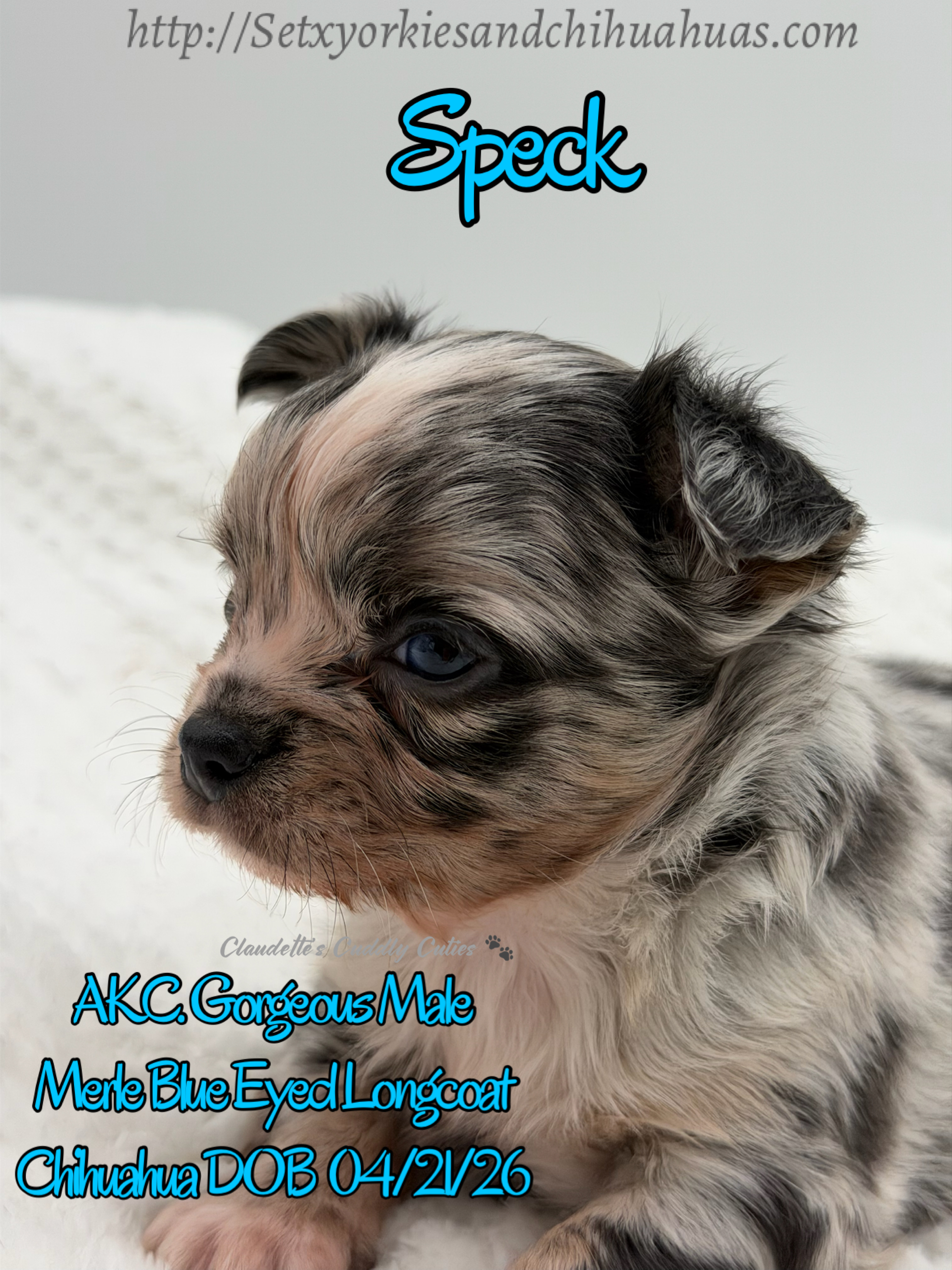 Southeast Texas Yorkies and Chihuahua Puppies for sale