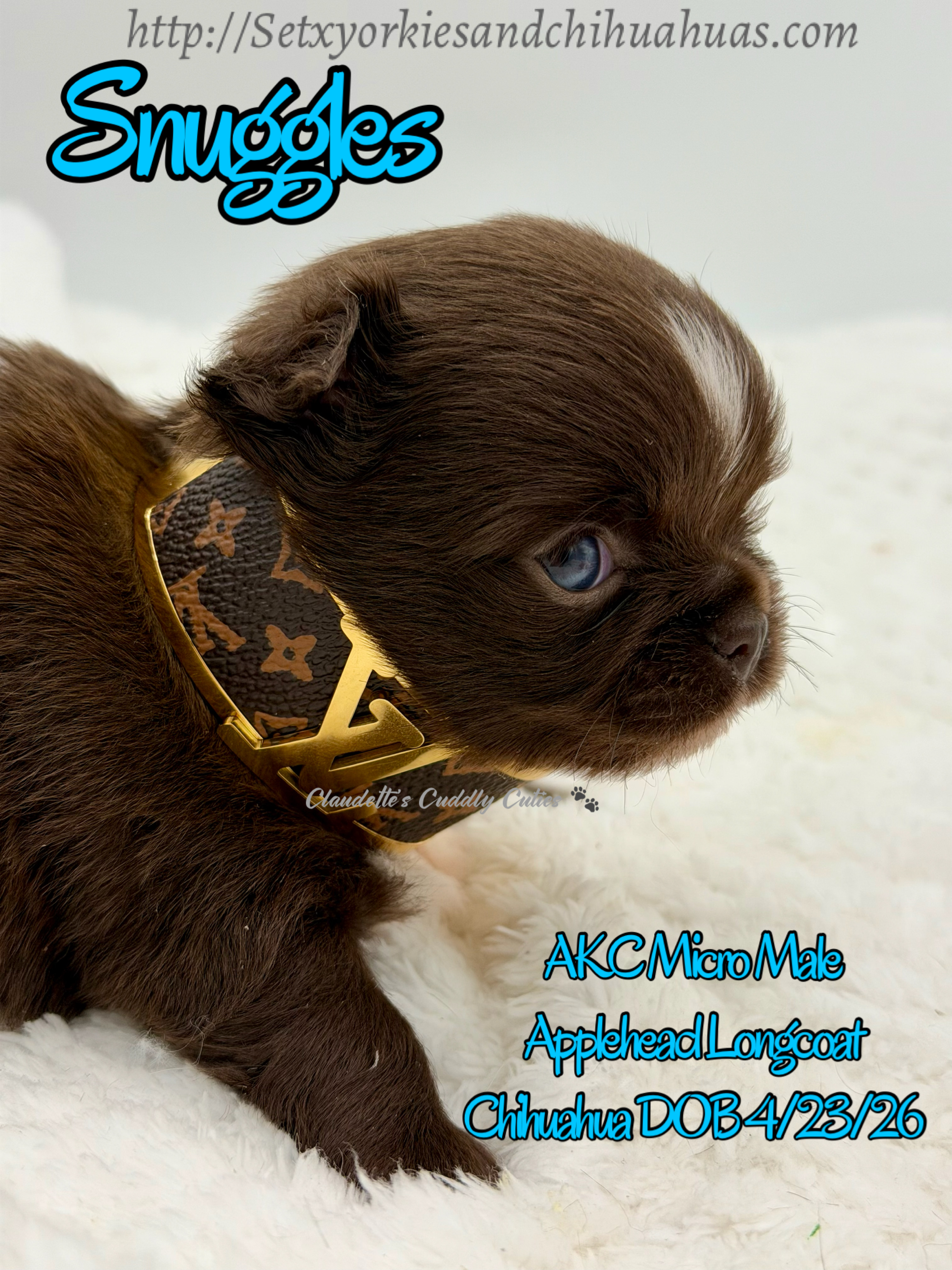 Southeast Texas Yorkies and Chihuahua Puppies for sale