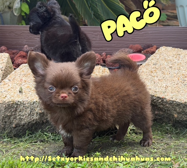 AKC Registered Yorkie and Chihuahua puppies - Southeast Texas Angel Face Yorkies and Charming Chihuahuas 