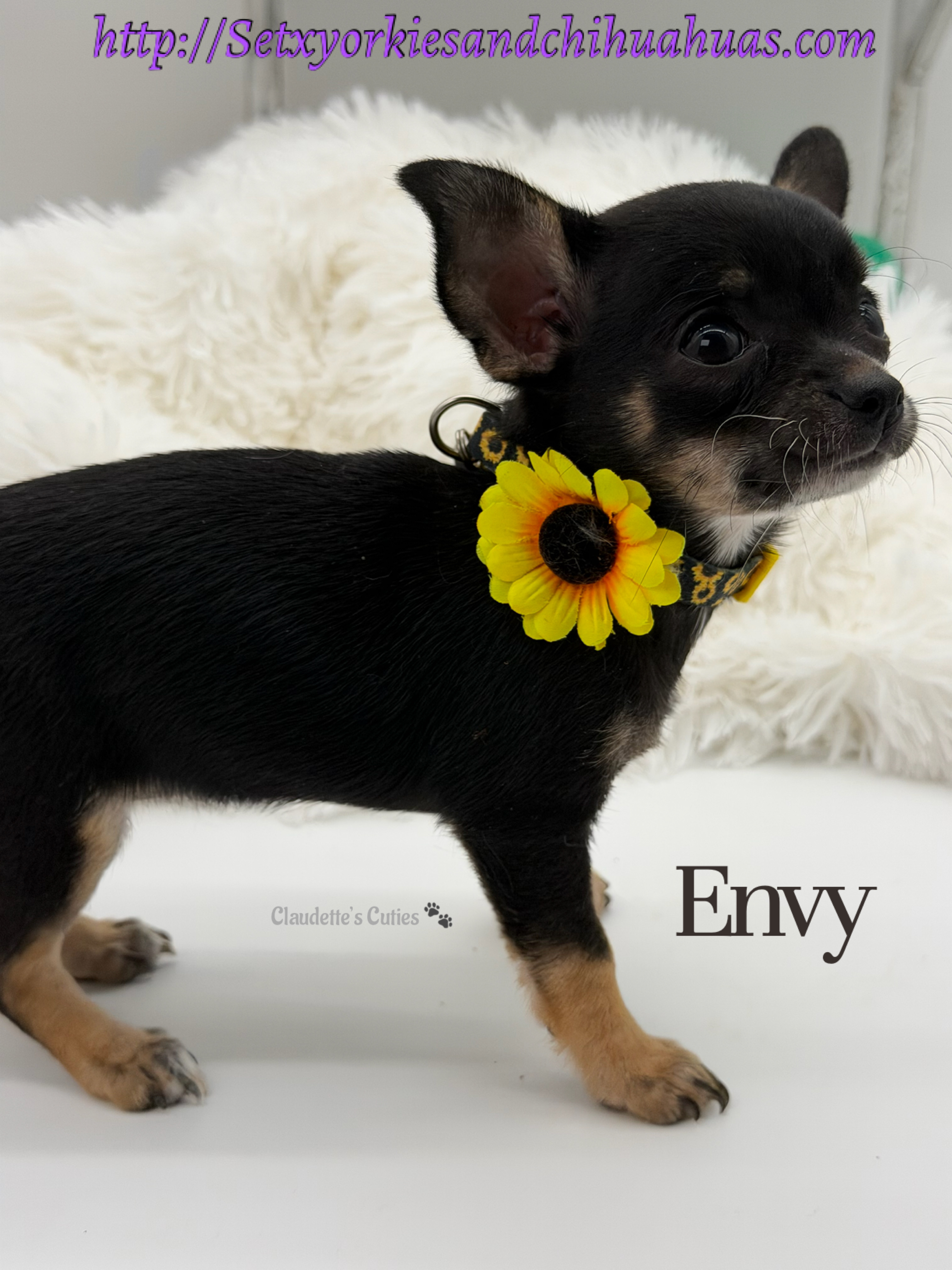 Southeast Texas Yorkies and Chihuahua Puppies for sale