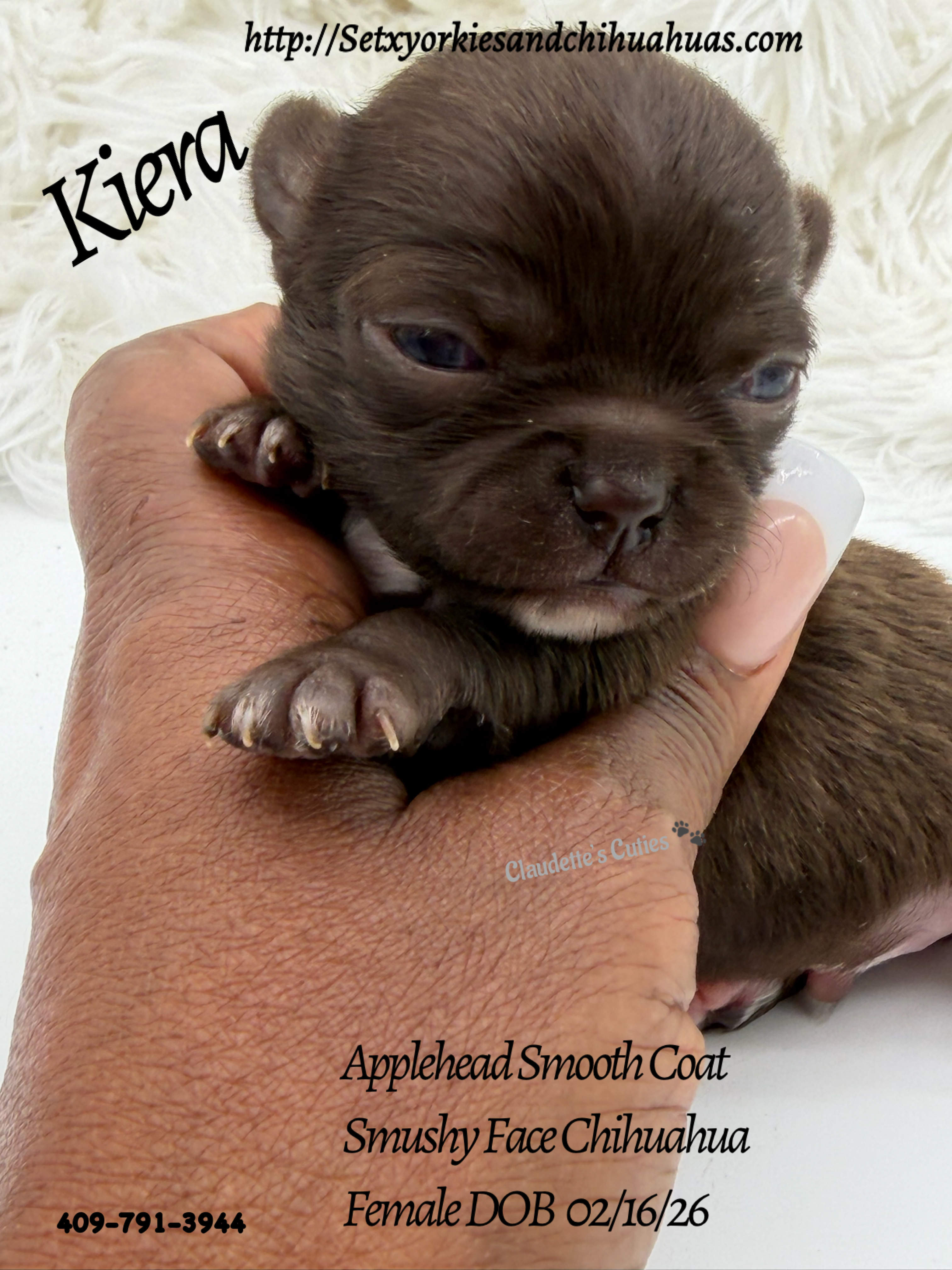 Southeast Texas Yorkies and Chihuahua Puppies for sale