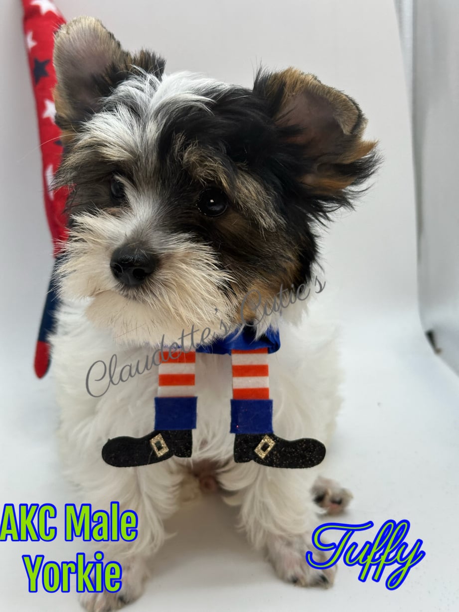 AKC Registered Yorkie and Chihuahua puppies - Southeast Texas Angel Face Yorkies and Charming Chihuahuas 
