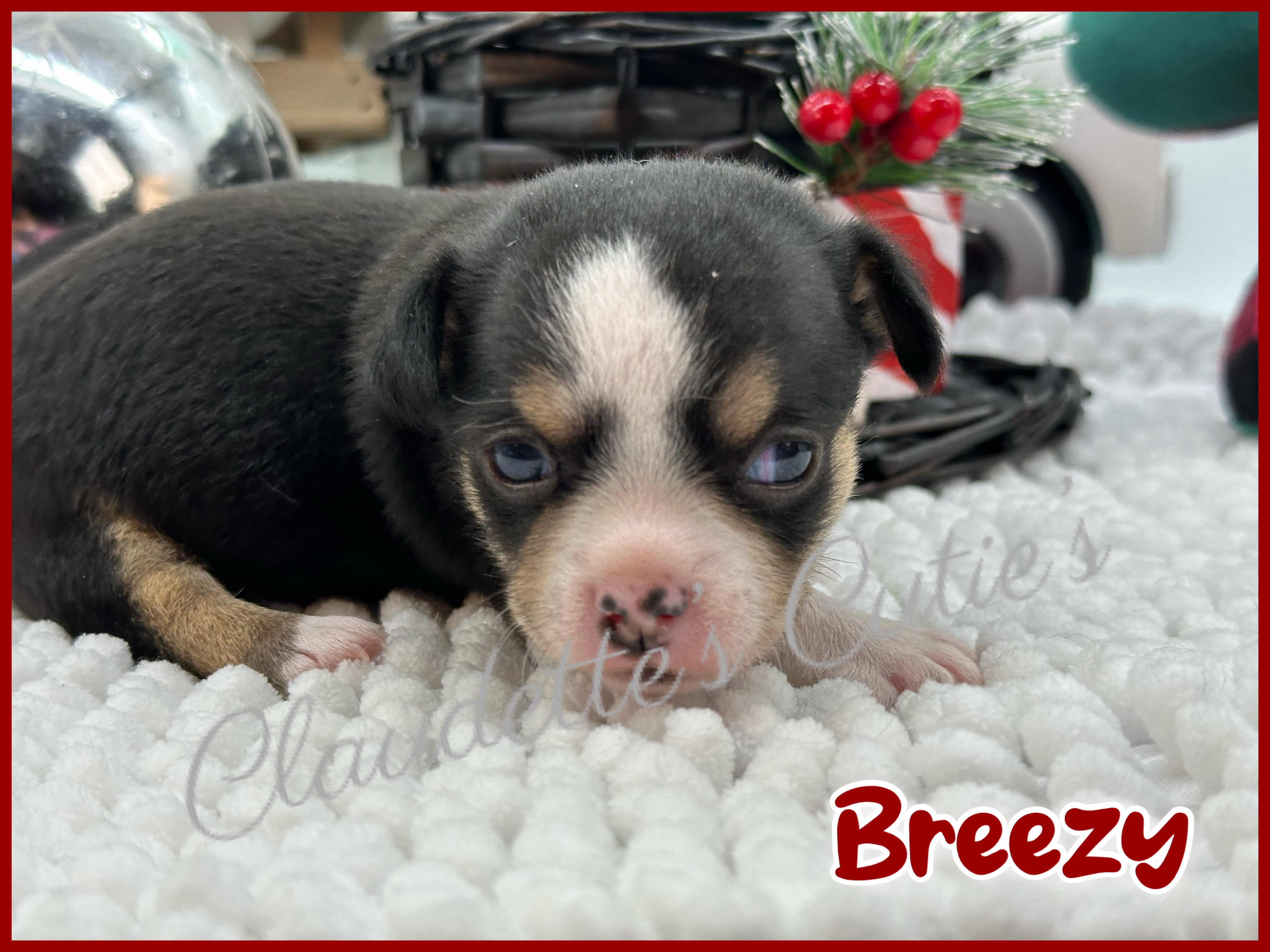 Southeast Texas Angel Face Chihuahua and Yorkie Puppies