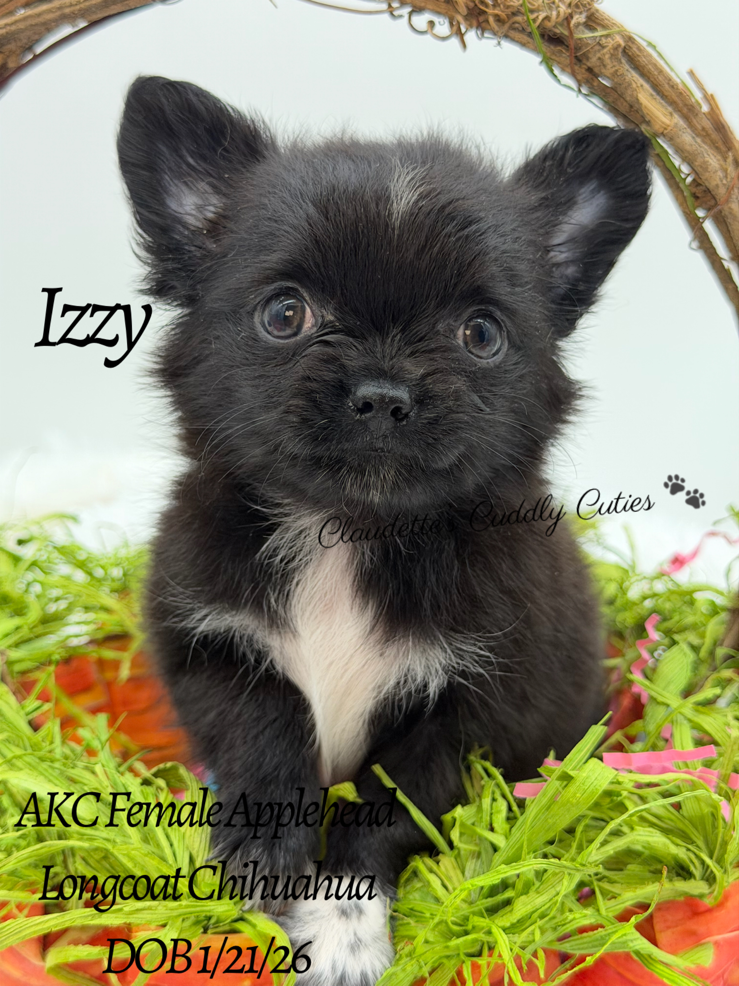 Southeast Texas Yorkies and Chihuahua Puppies for sale