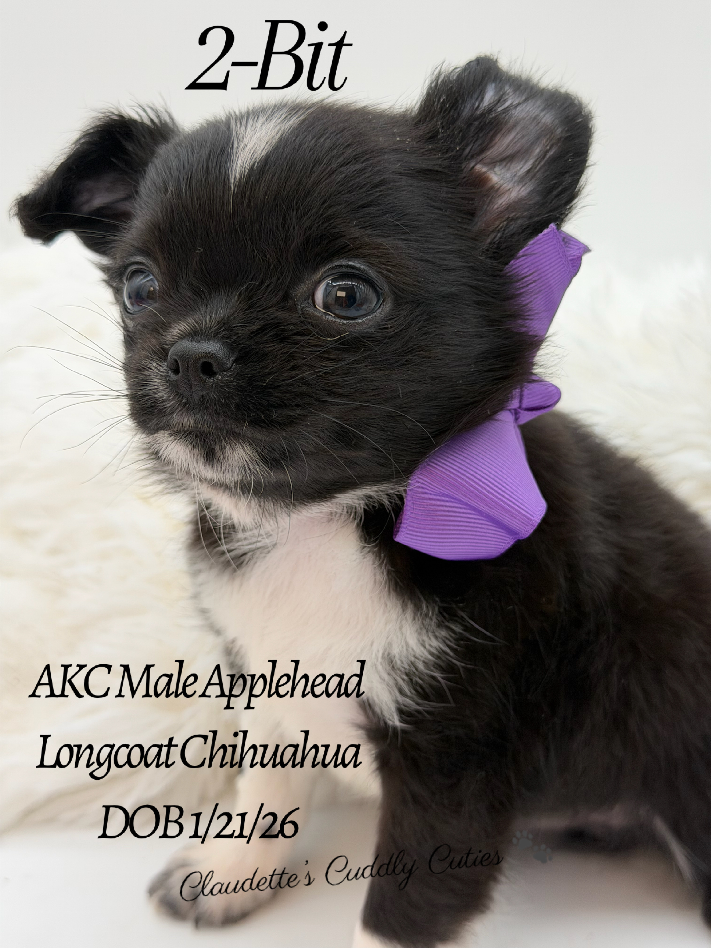 Southeast Texas Yorkies and Chihuahua Puppies for sale