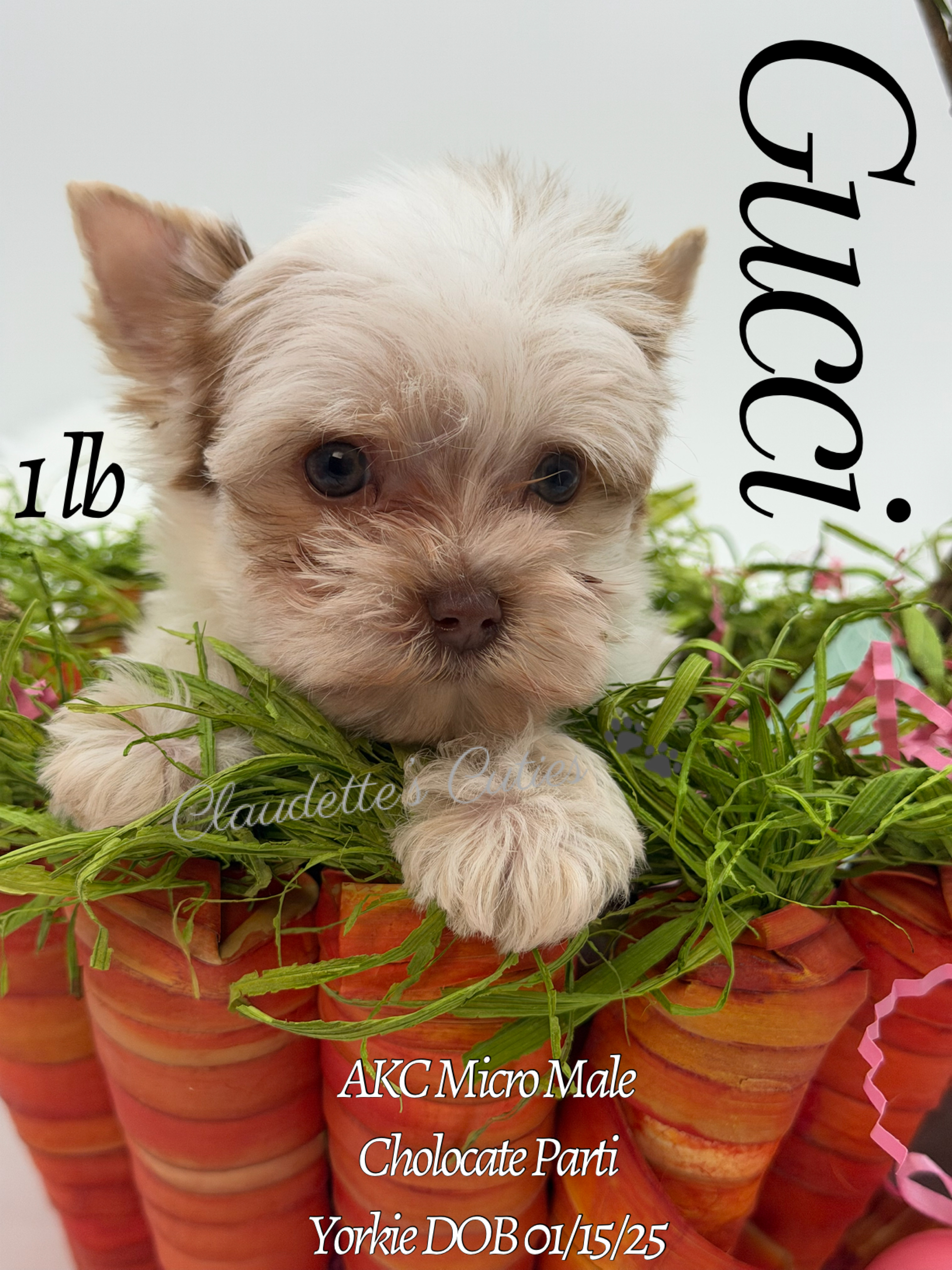 Southeast Texas Yorkies and Chihuahua Puppies