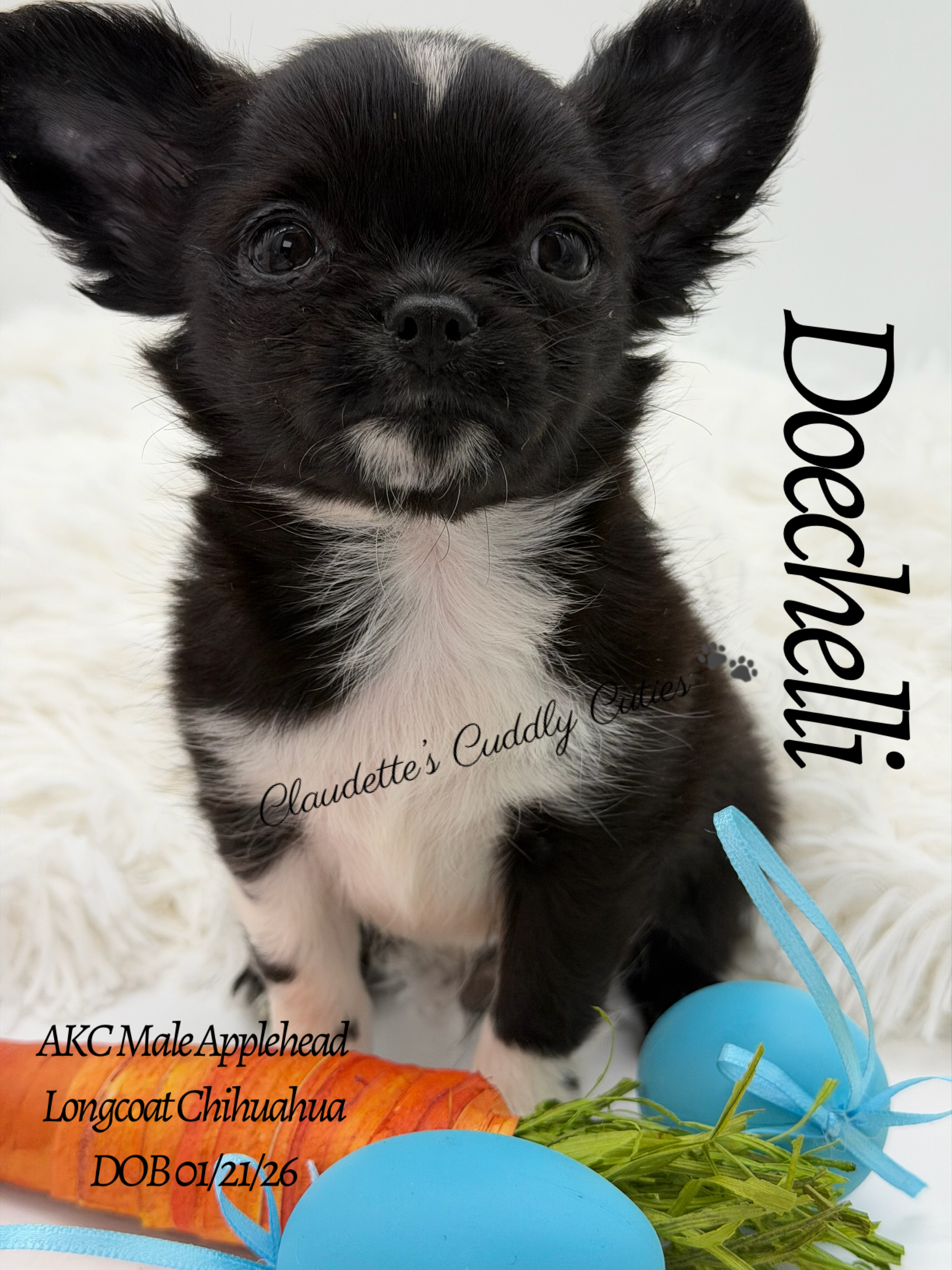 Southeast Texas Yorkies and Chihuahua Puppies for sale