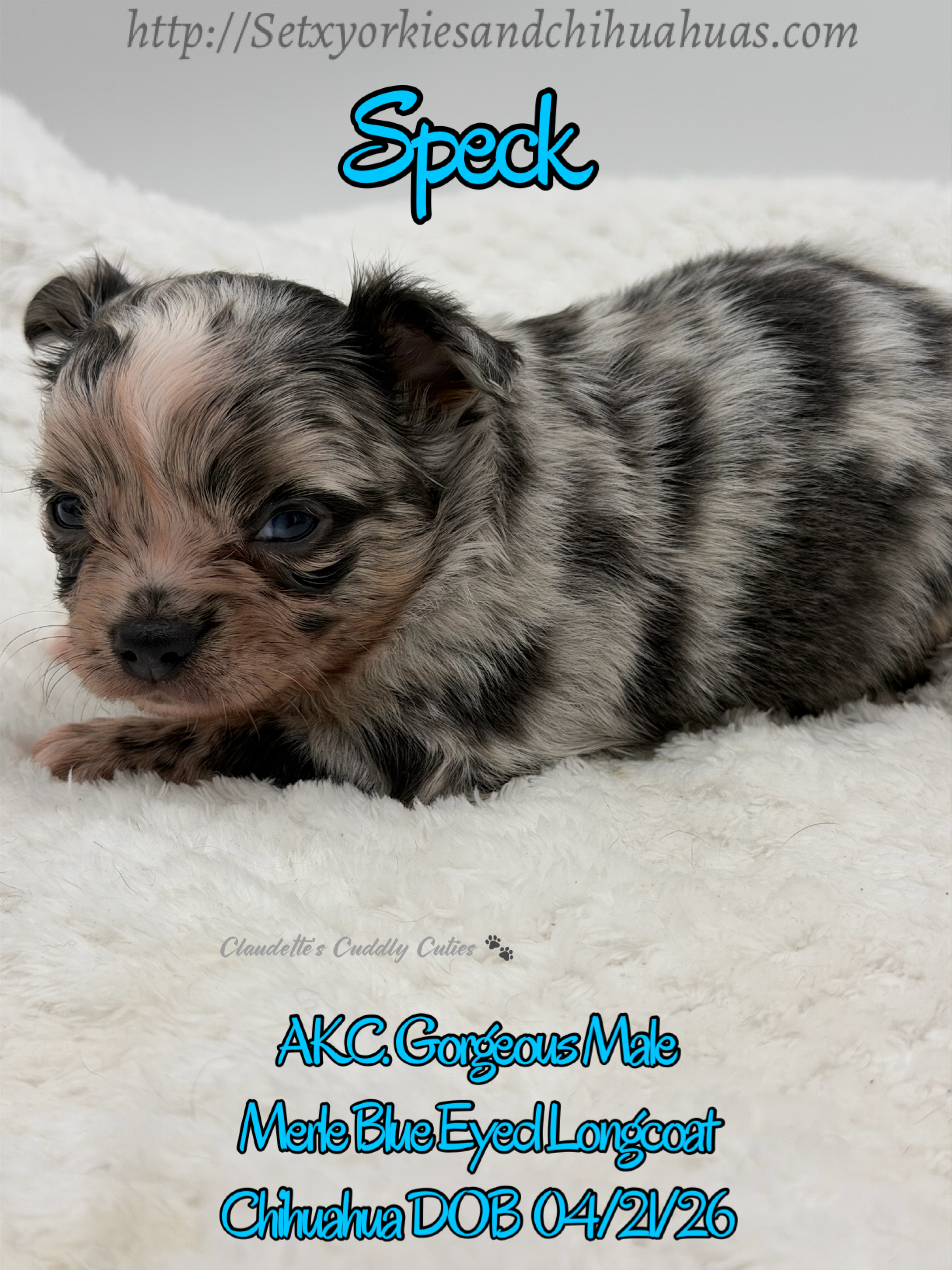 Southeast Texas Yorkies and Chihuahua Puppies for sale