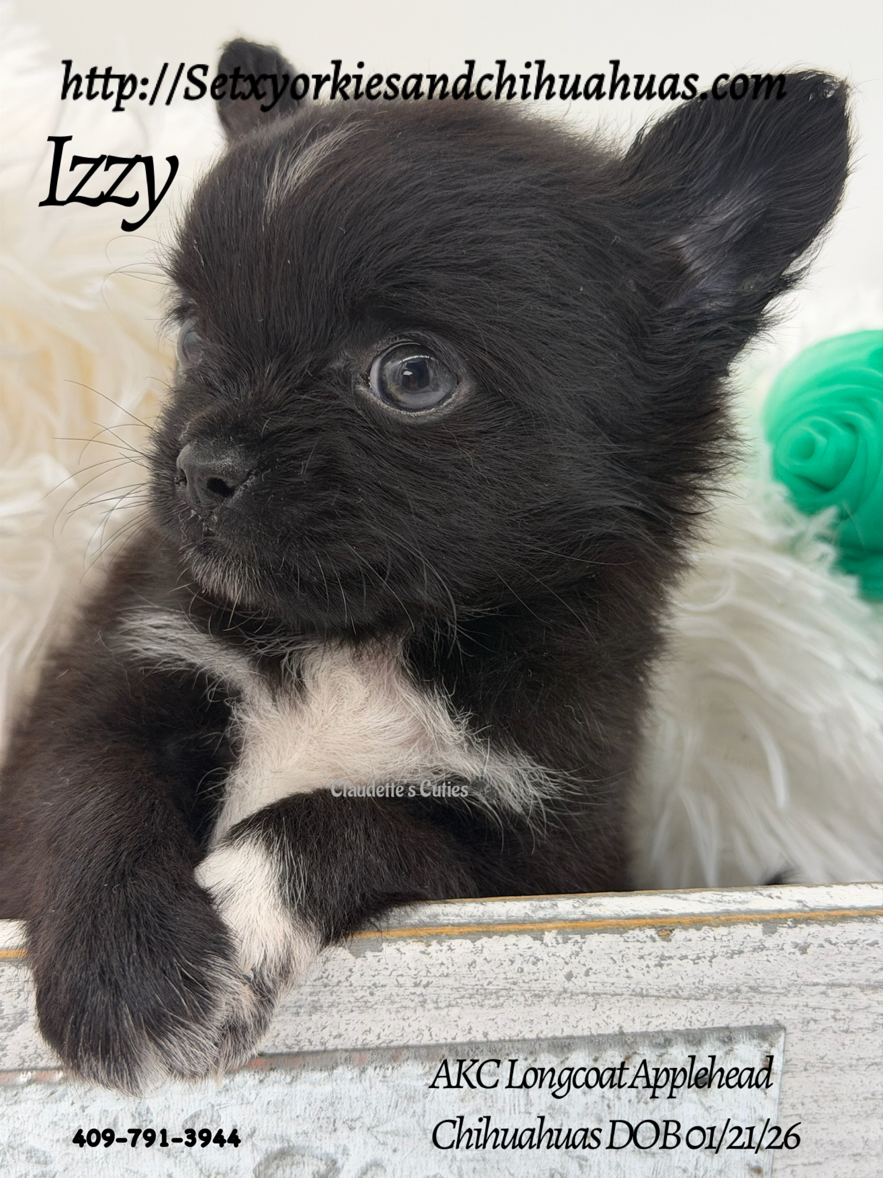 Southeast Texas Yorkies and Chihuahua Puppies