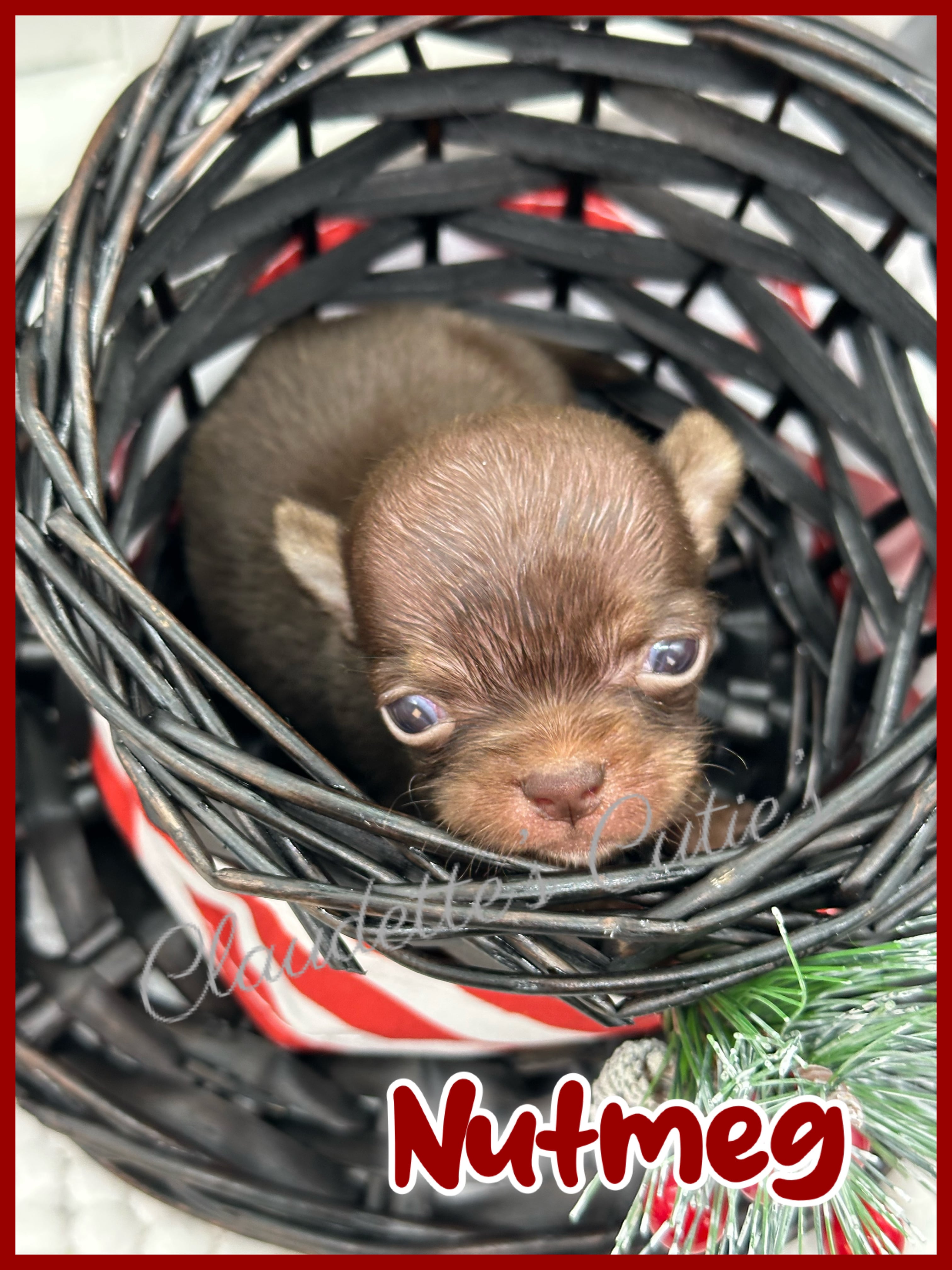 Southeast Texas Angel Face Chihuahua and Yorkie Puppies