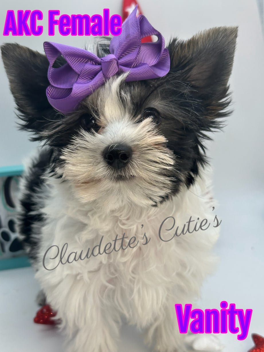 AKC Registered Yorkie and Chihuahua puppies - Southeast Texas Angel Face Yorkies and Charming Chihuahuas 