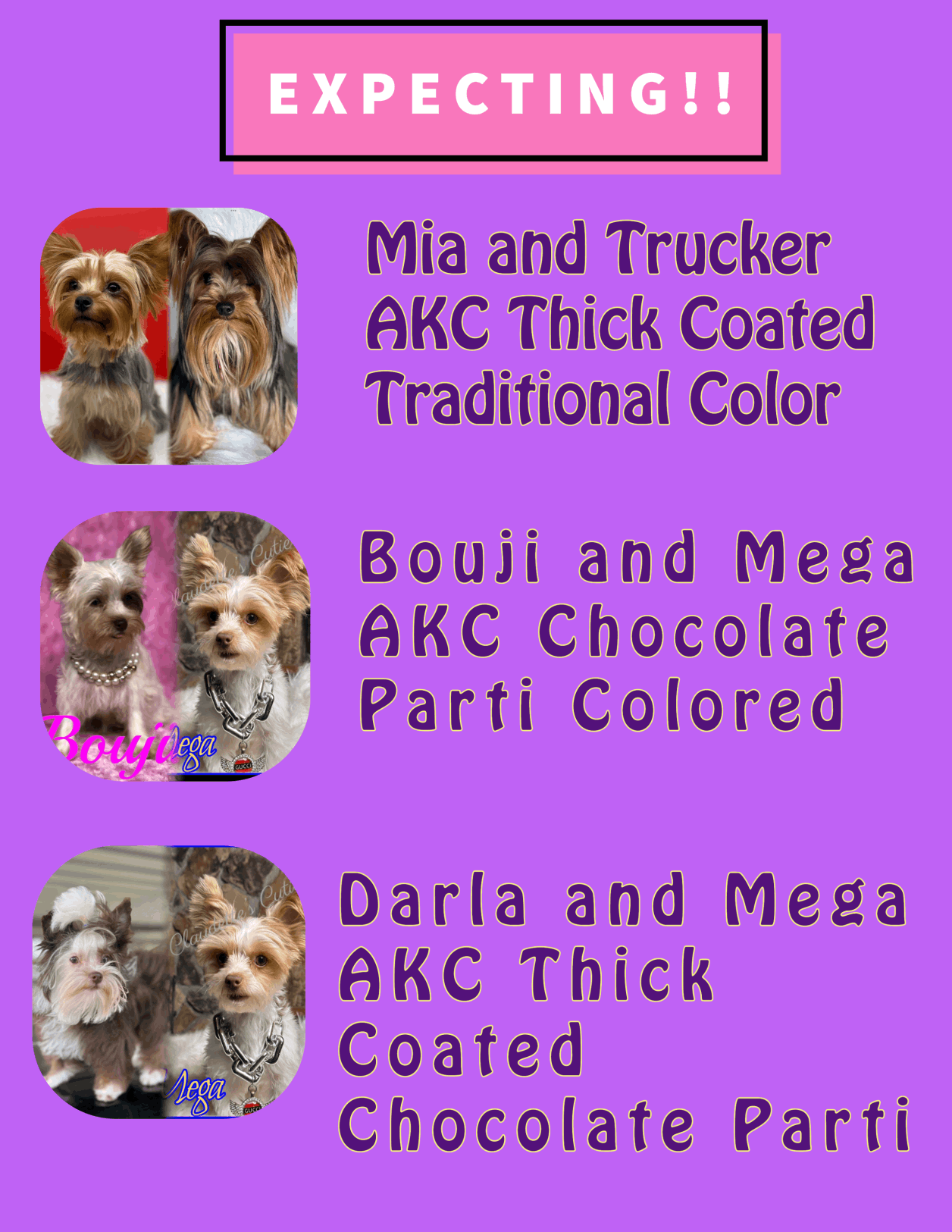 Charming Chihuahuas and Yorkies Ready for Adoption