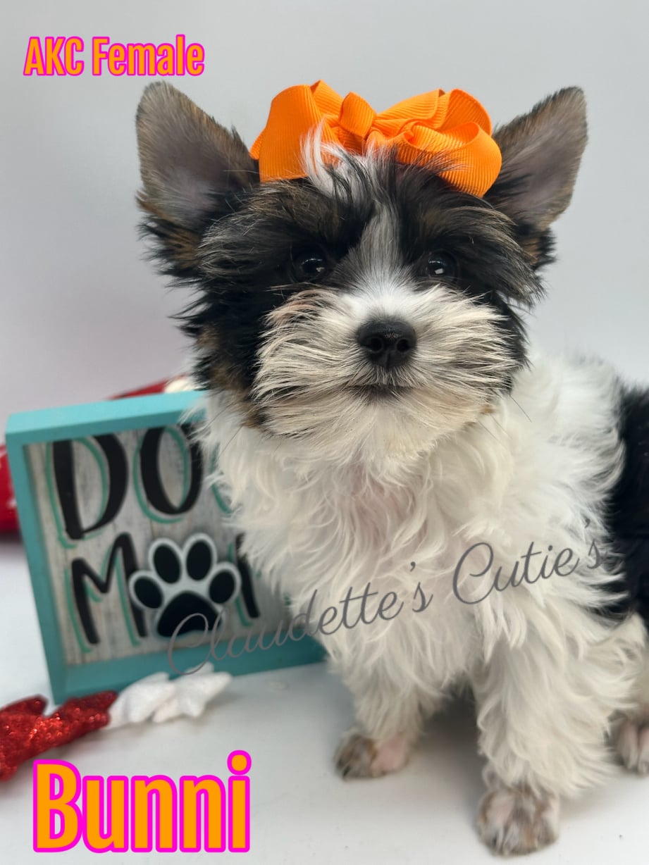 AKC Registered Yorkie and Chihuahua puppies - Southeast Texas Angel Face Yorkies and Charming Chihuahuas 