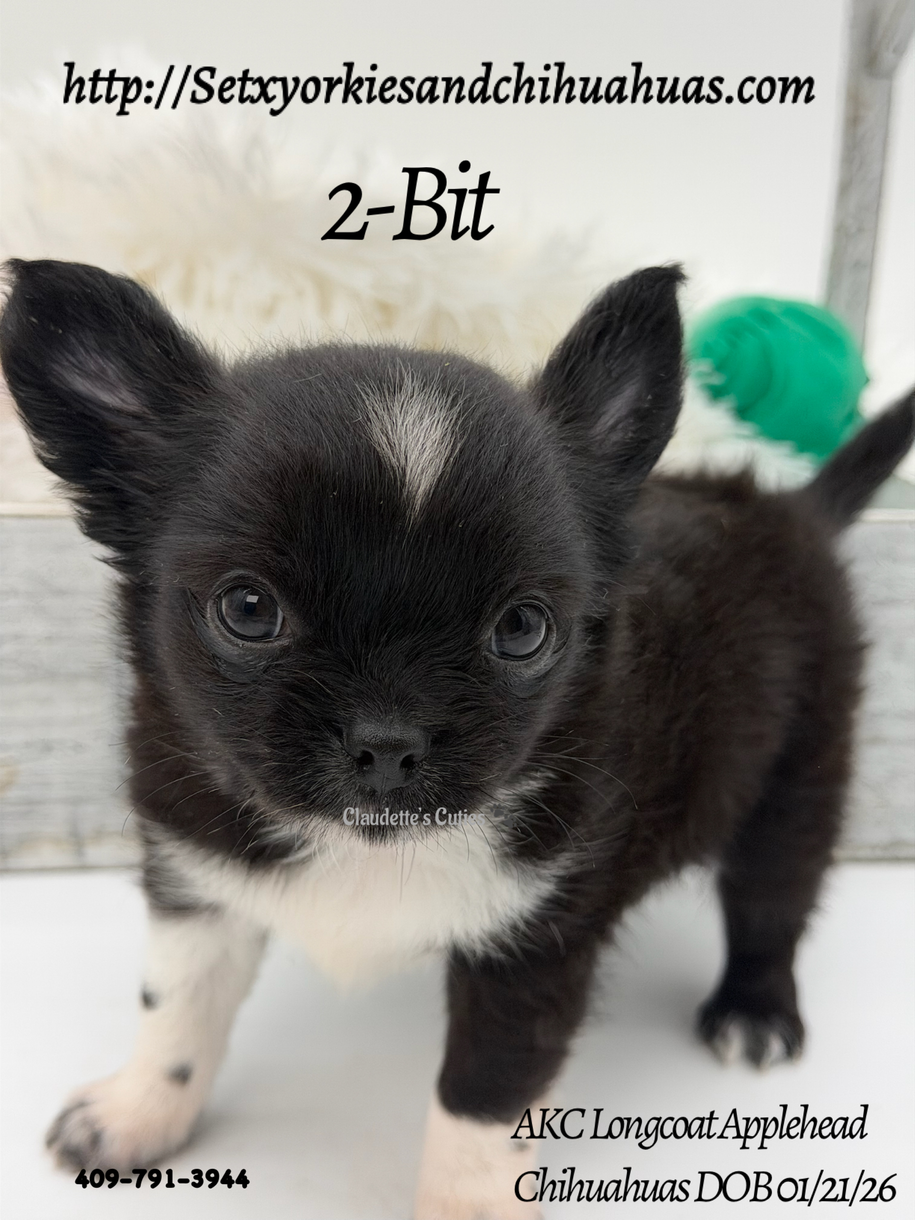 Southeast Texas Yorkies and Chihuahua Puppies for sale