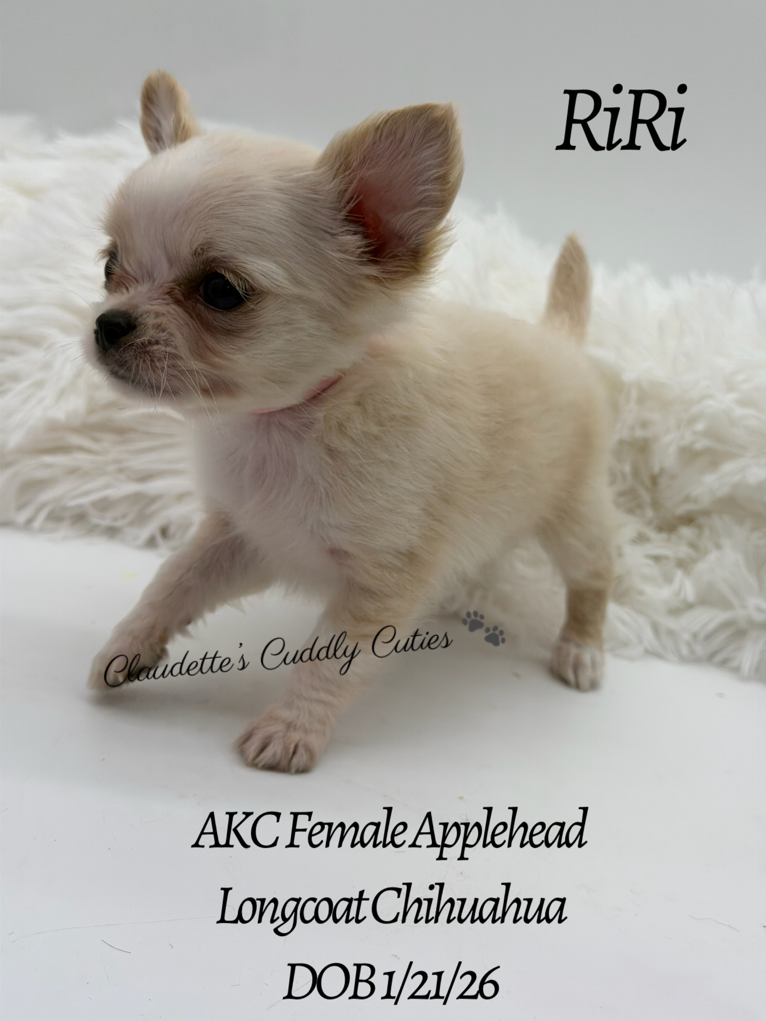 Southeast Texas Yorkies and Chihuahua Puppies for sale