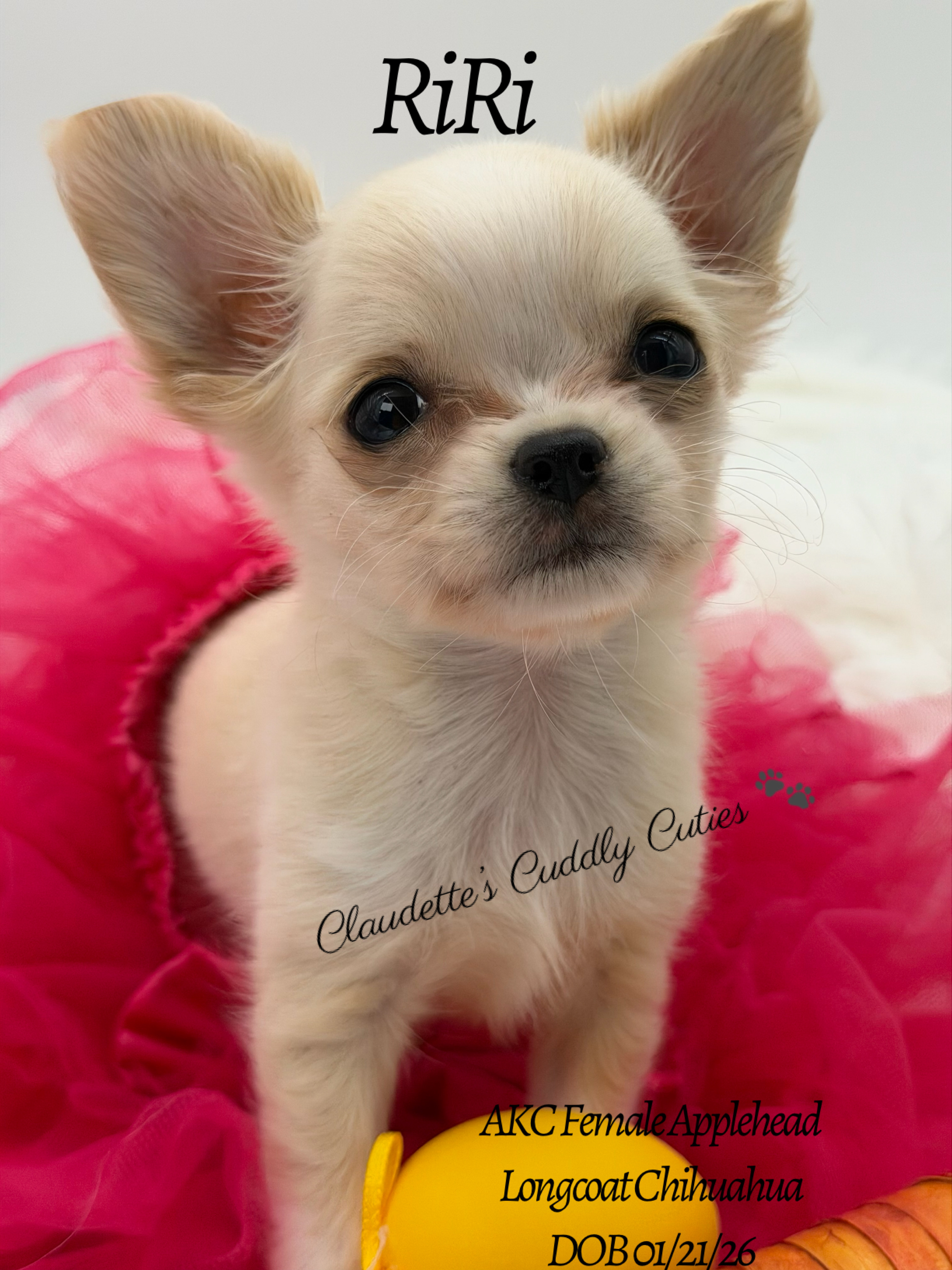 Southeast Texas Yorkies and Chihuahua Puppies for sale