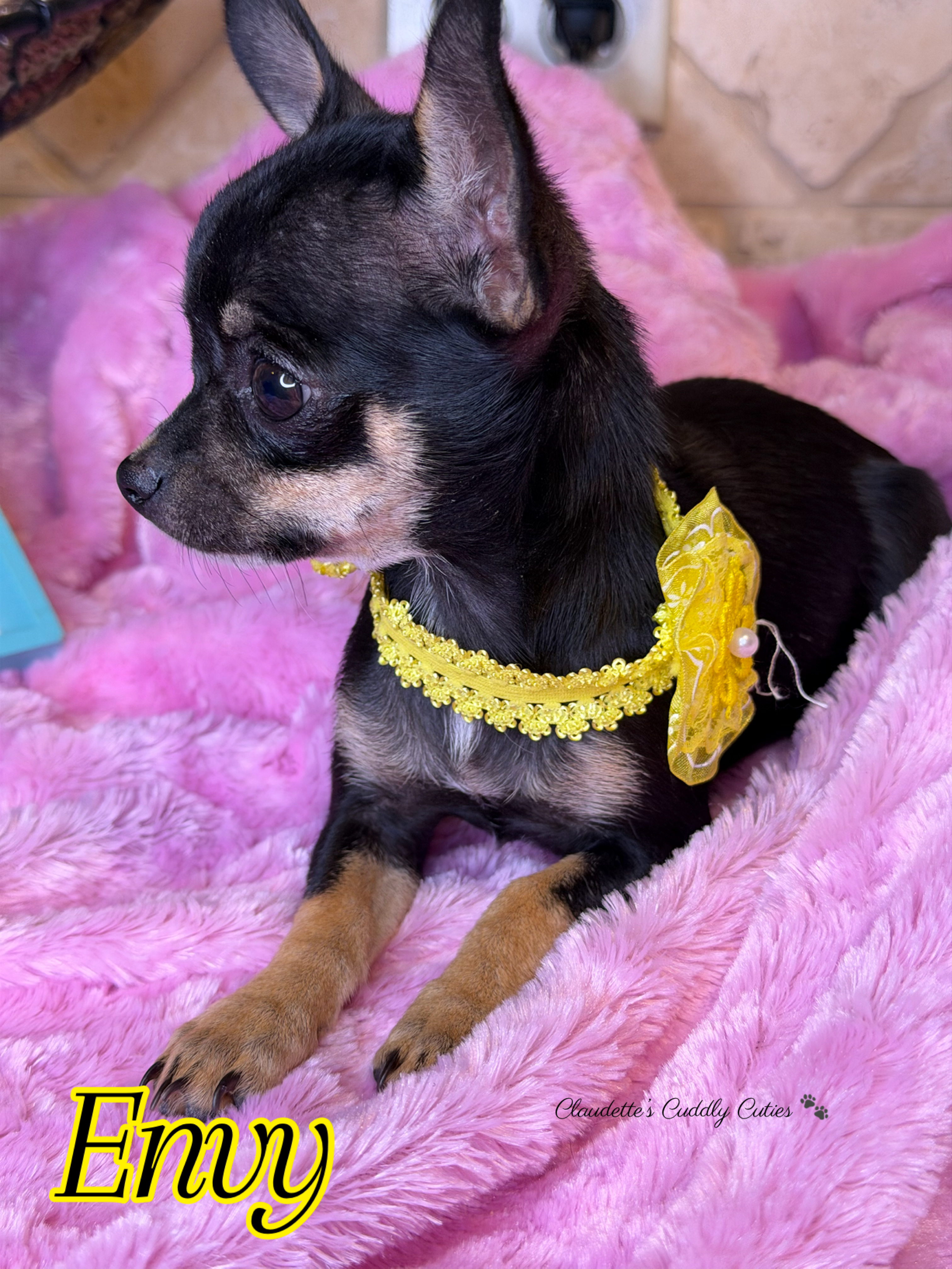 Southeast Texas Yorkies and Chihuahua Puppies for sale