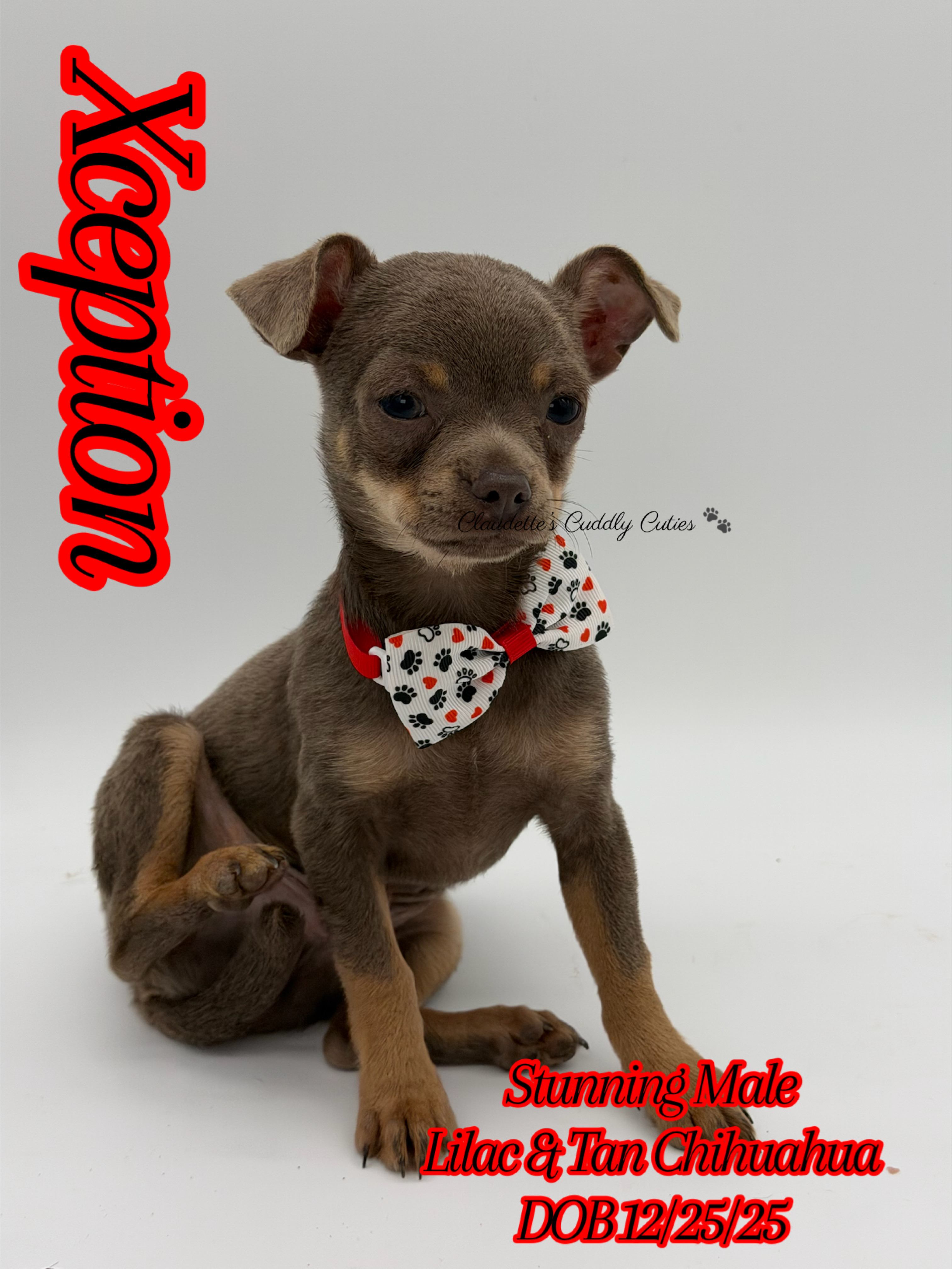 Southeast Texas Yorkies and Chihuahua Puppies for sale
