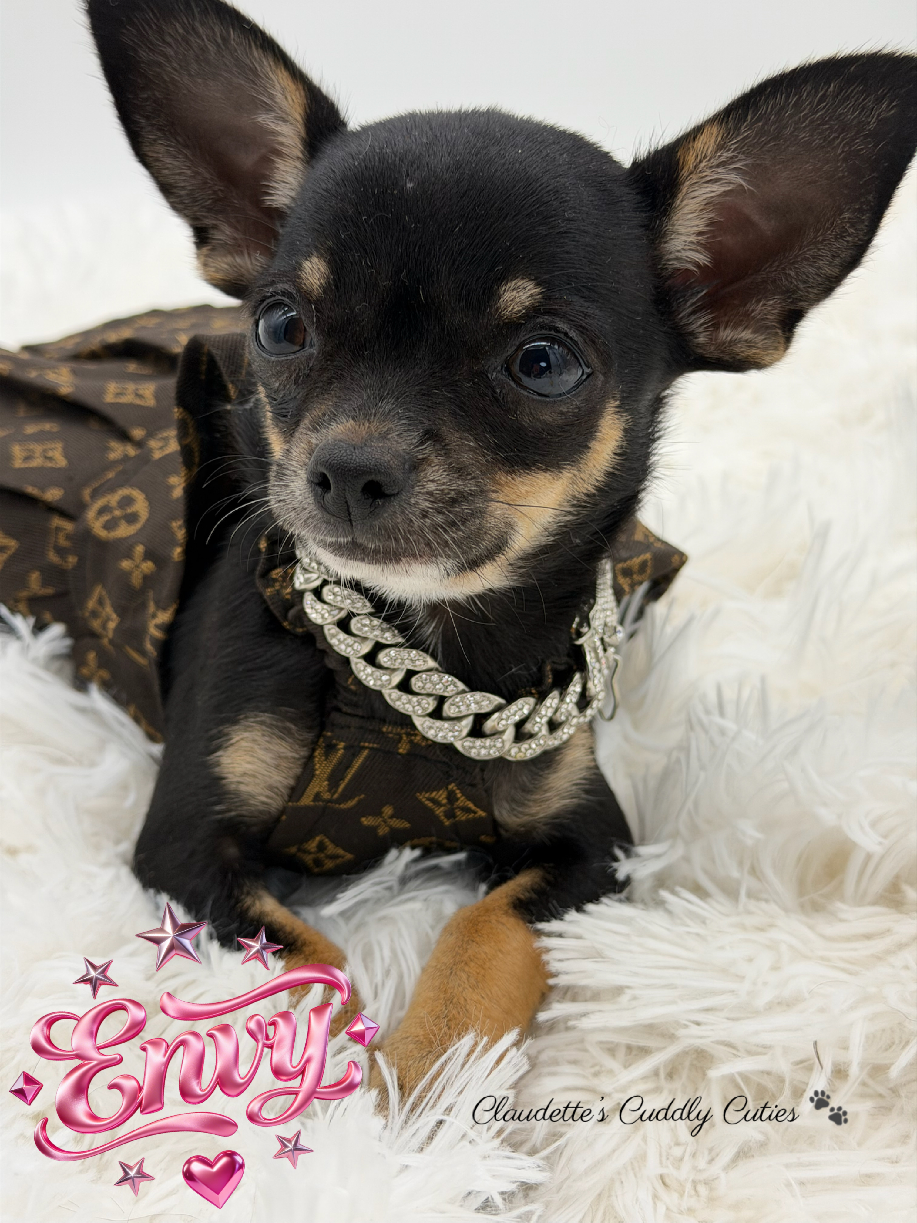 Southeast Texas Yorkies and Chihuahua Puppies for sale