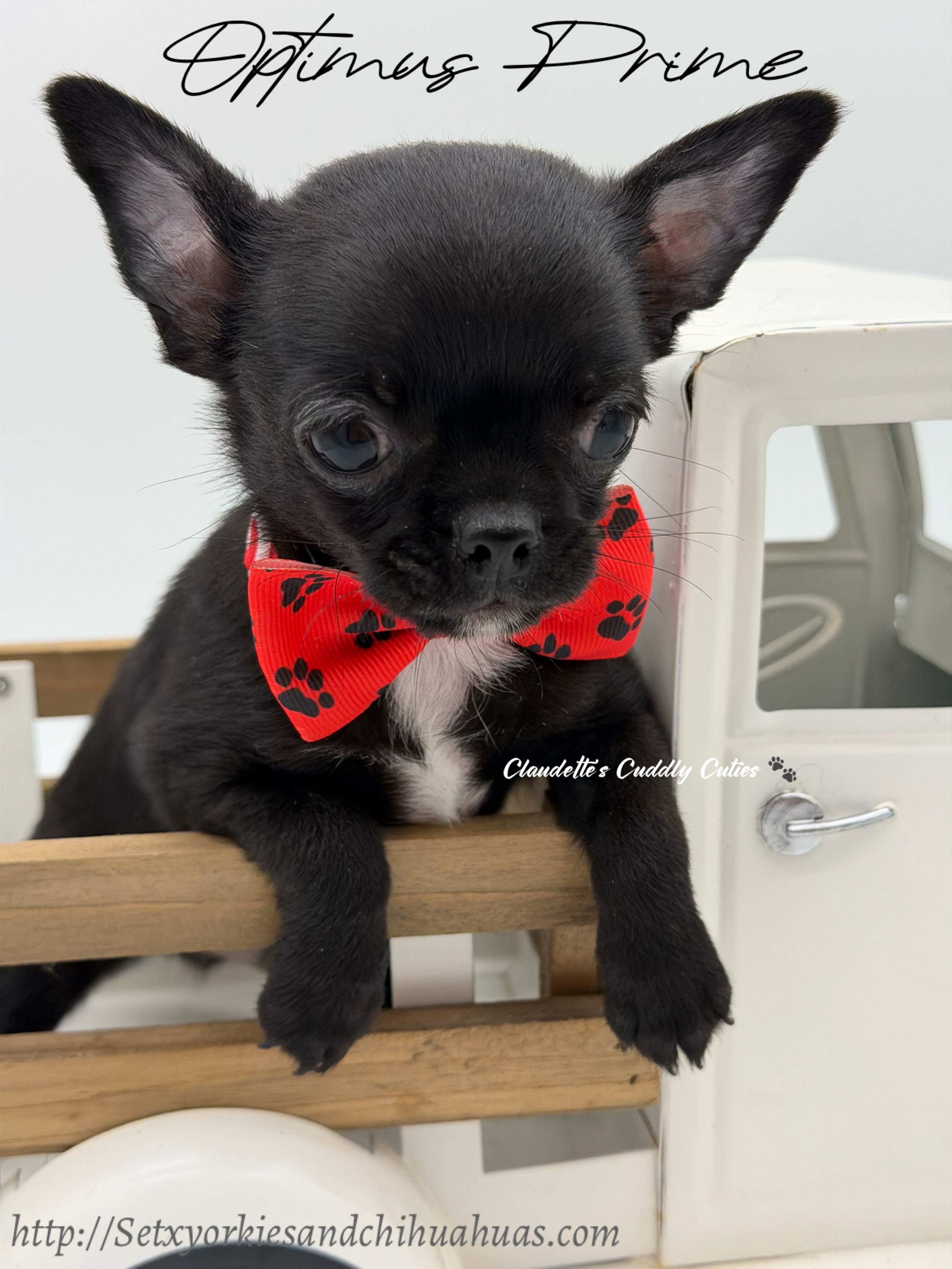 Southeast Texas Yorkies and Chihuahua Puppies