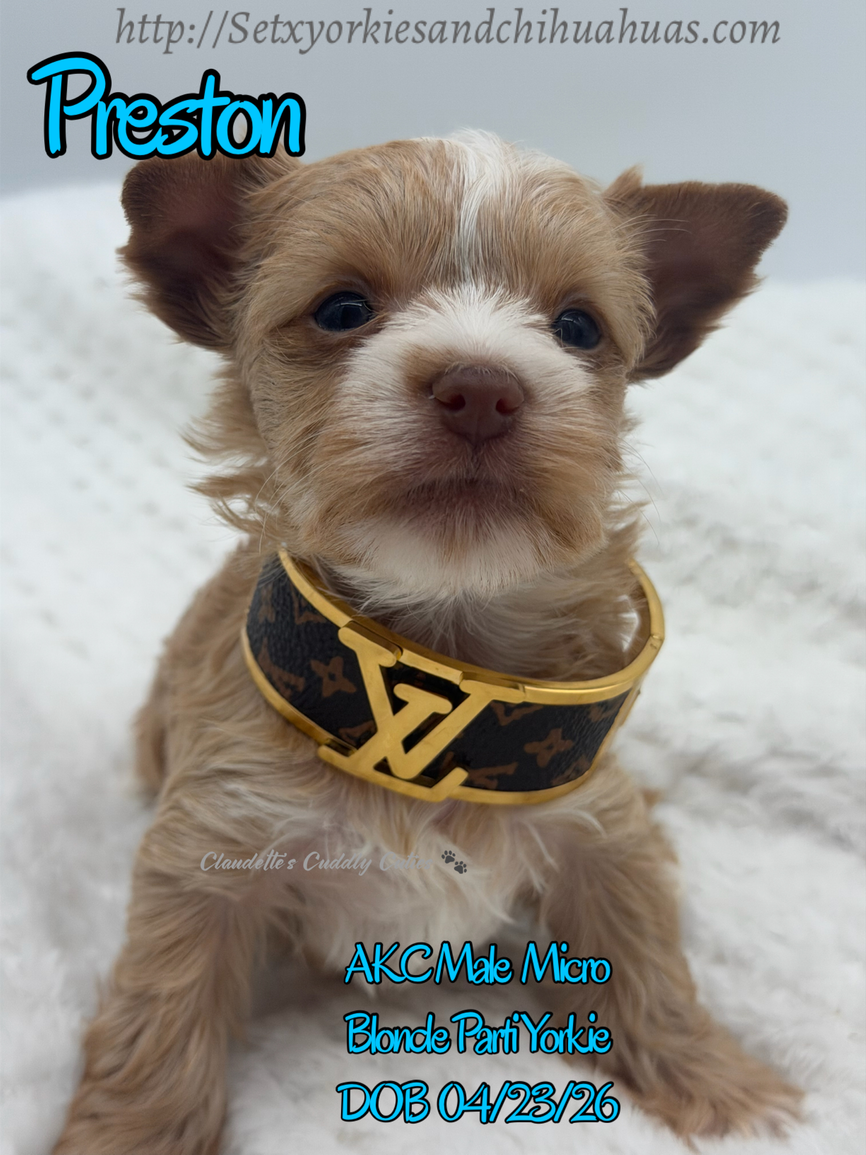 Southeast Texas Yorkies and Chihuahua Puppies for sale