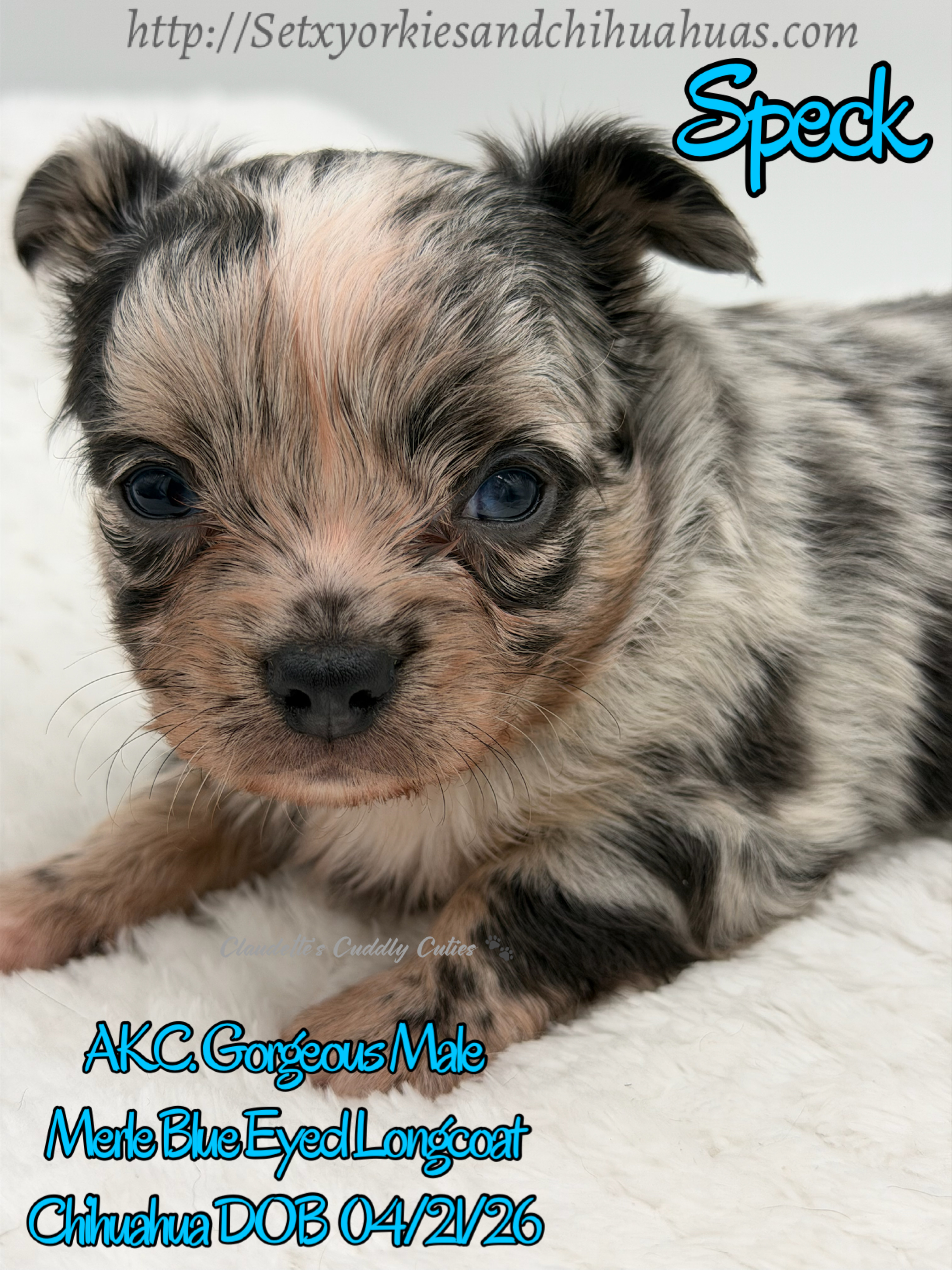 Southeast Texas Yorkies and Chihuahua Puppies for sale