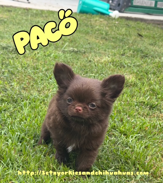 AKC Registered Yorkie and Chihuahua puppies - Southeast Texas Angel Face Yorkies and Charming Chihuahuas 