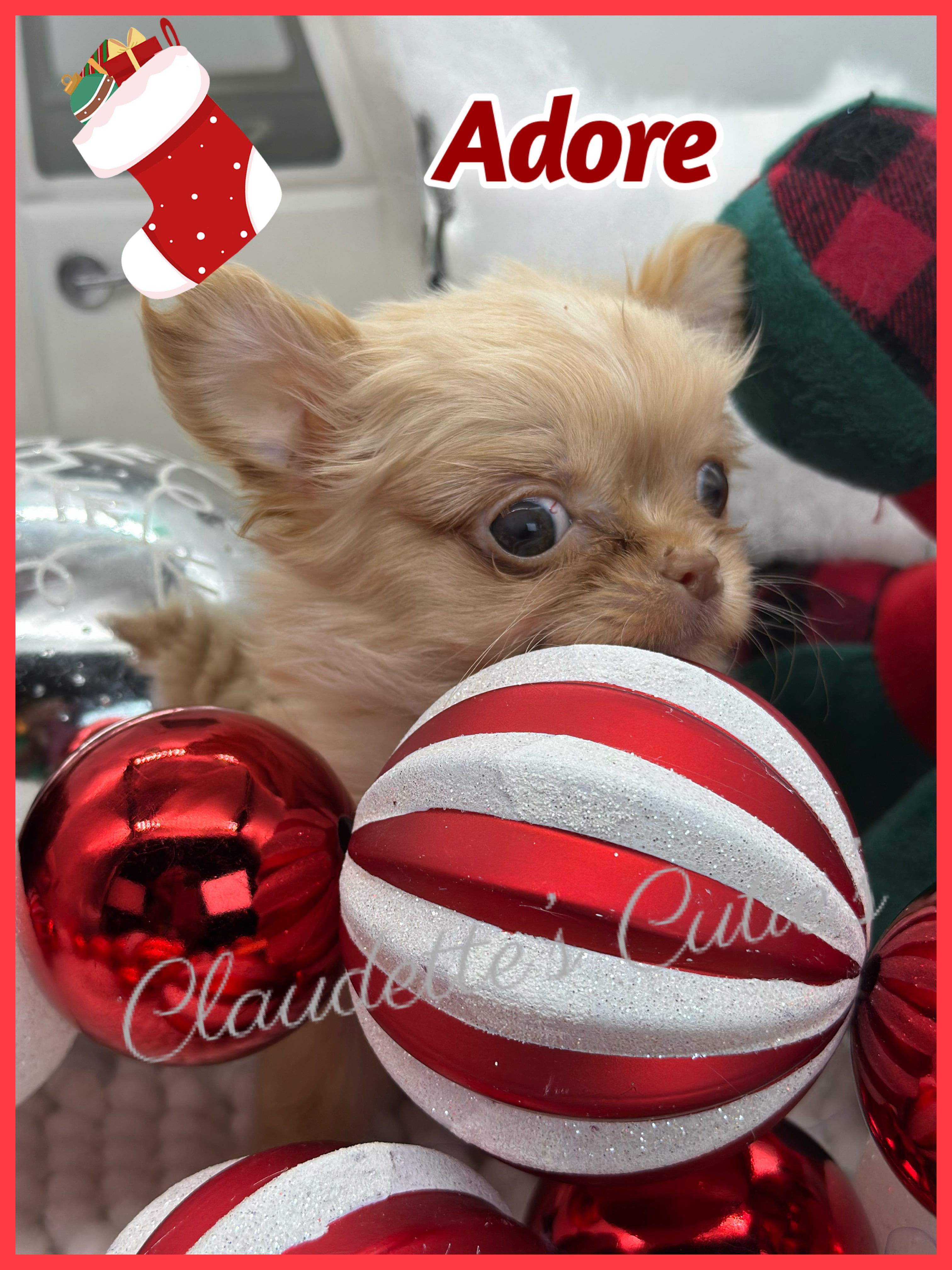 Southeast Texas Angel Face Chihuahua and Yorkie Puppies