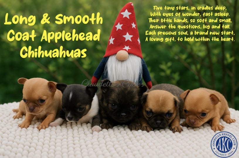 Southeast Texas Yorkies and Chihuahuas