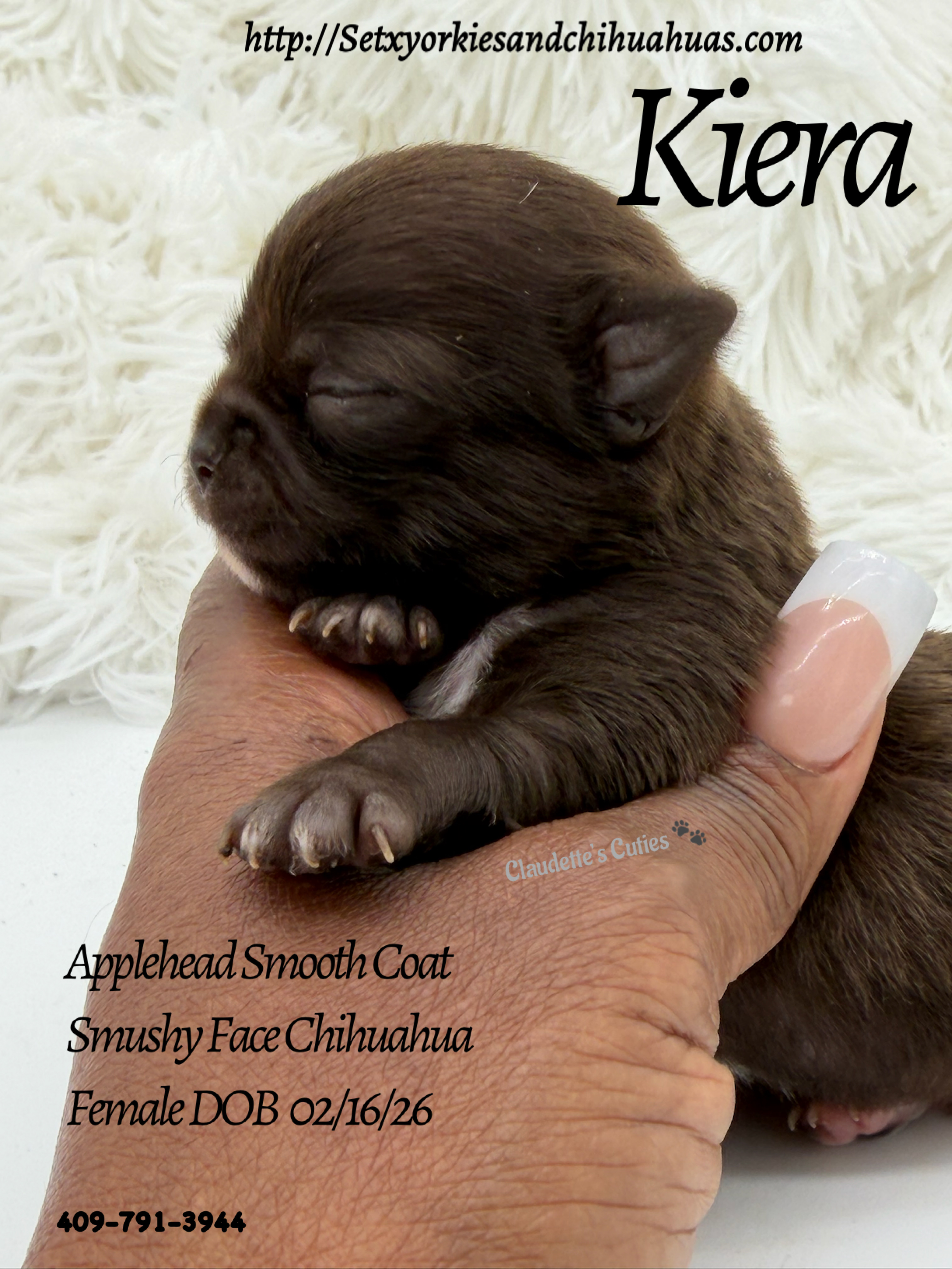 Southeast Texas Yorkies and Chihuahua Puppies