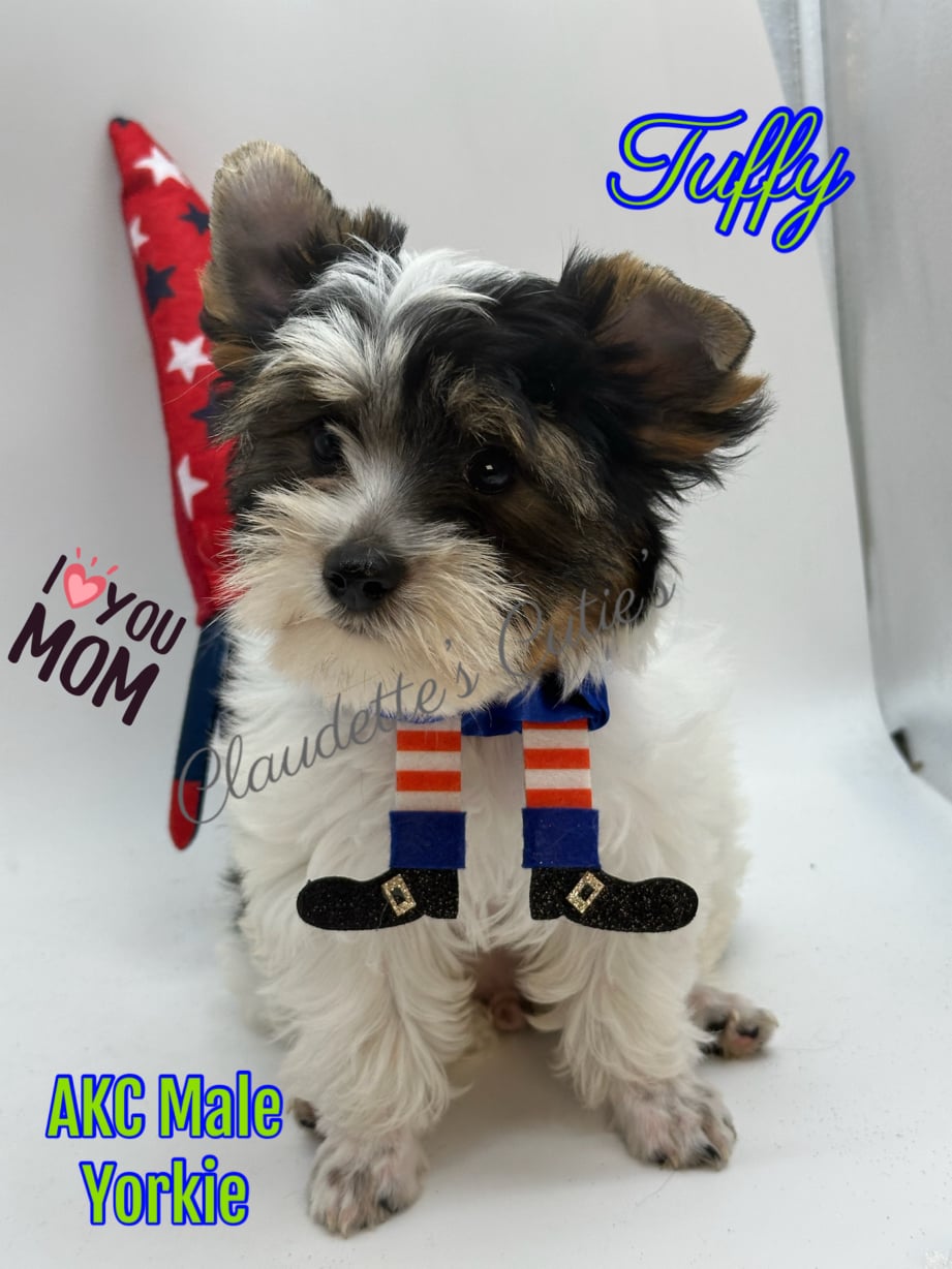 AKC Registered Yorkie and Chihuahua puppies - Southeast Texas Angel Face Yorkies and Charming Chihuahuas 
