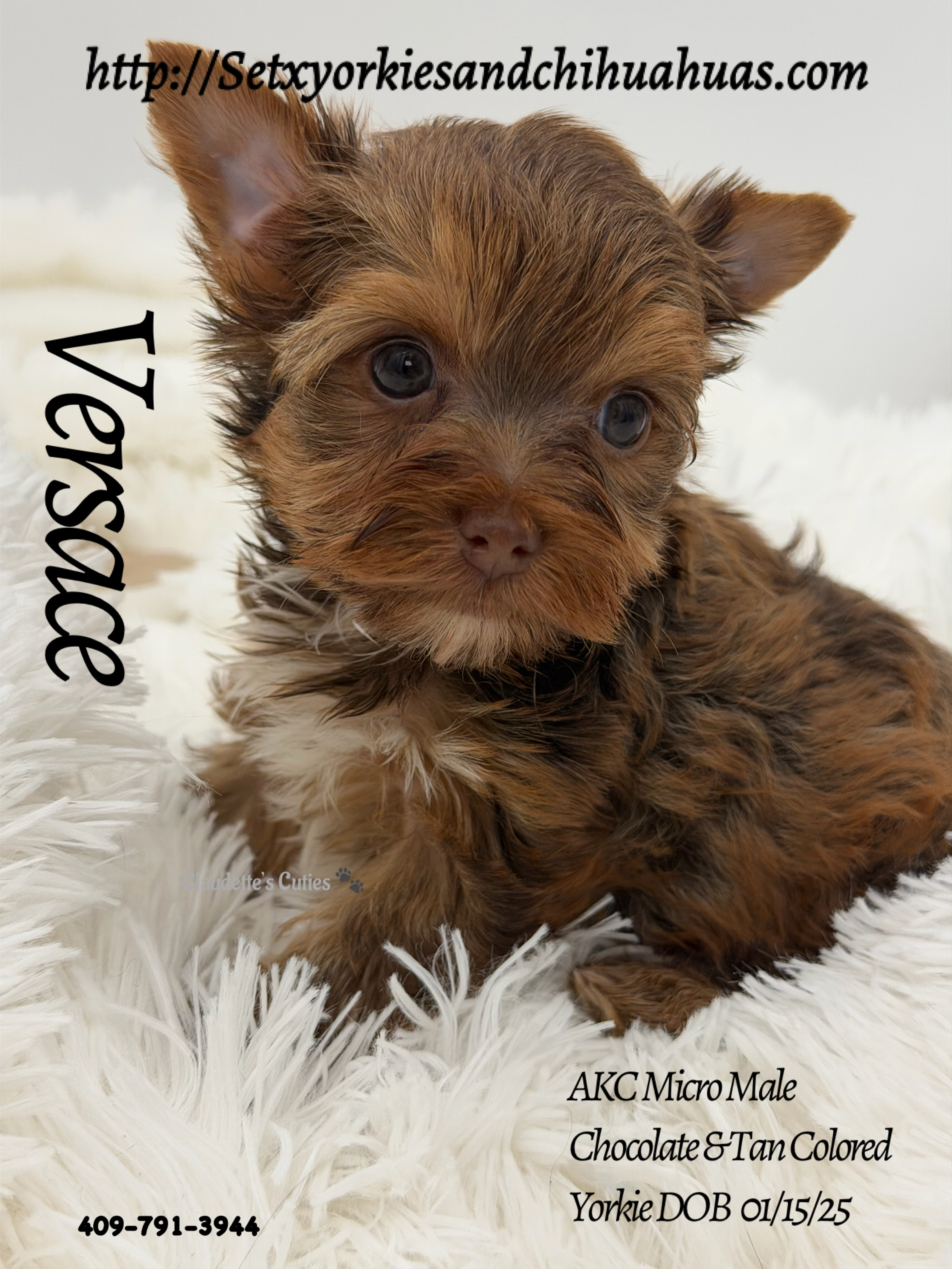Southeast Texas Yorkies and Chihuahua Puppies for sale
