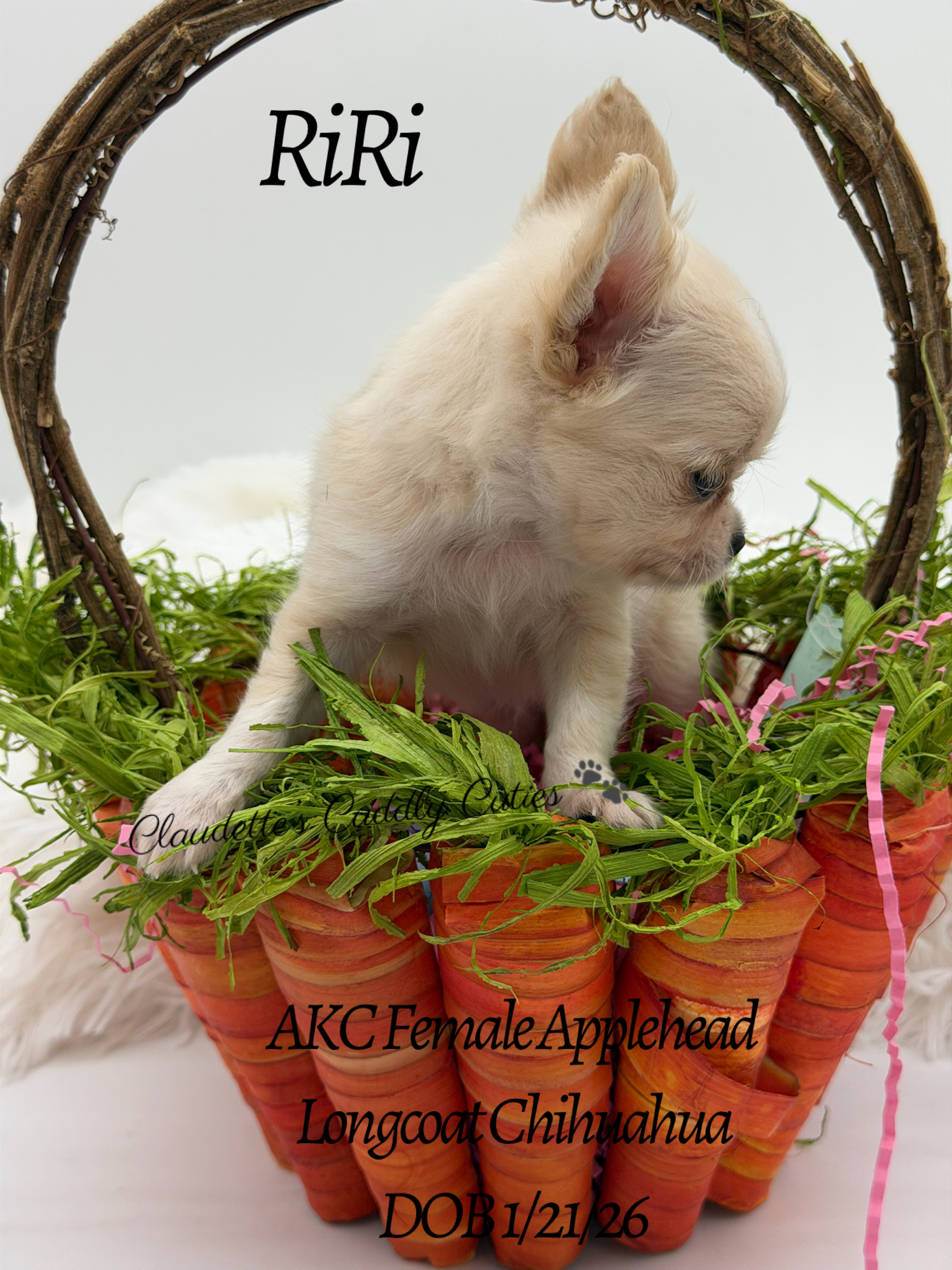 Southeast Texas Yorkies and Chihuahua Puppies for sale