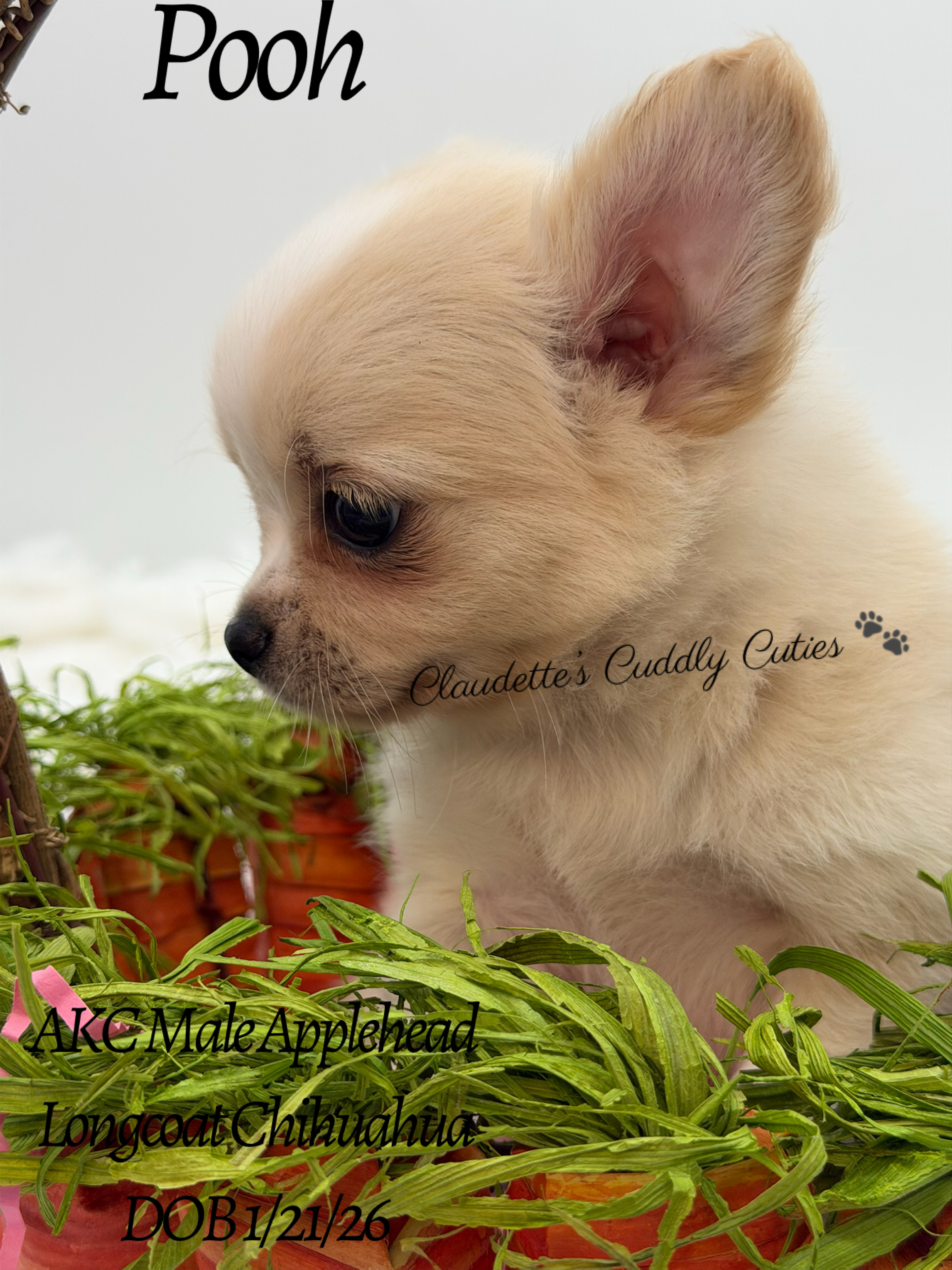 Southeast Texas Yorkies and Chihuahua Puppies for sale