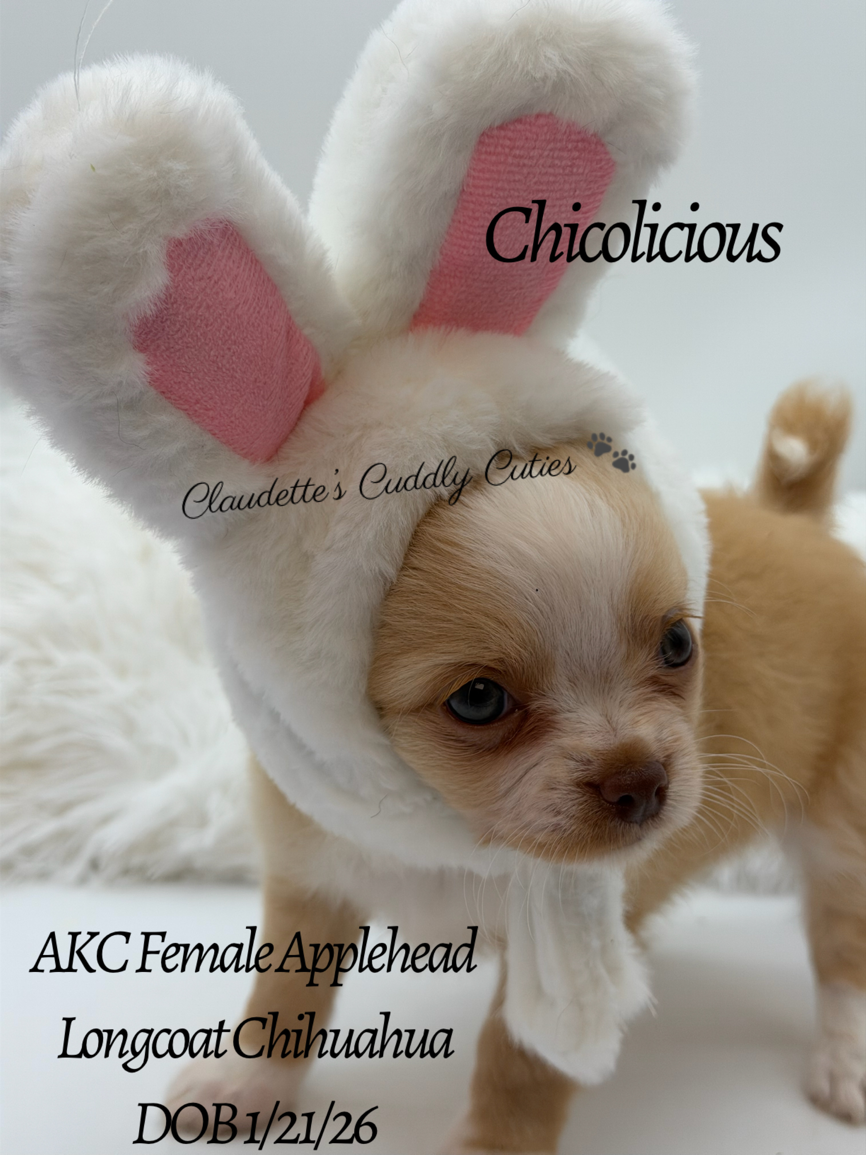 Southeast Texas Yorkies and Chihuahua Puppies for sale