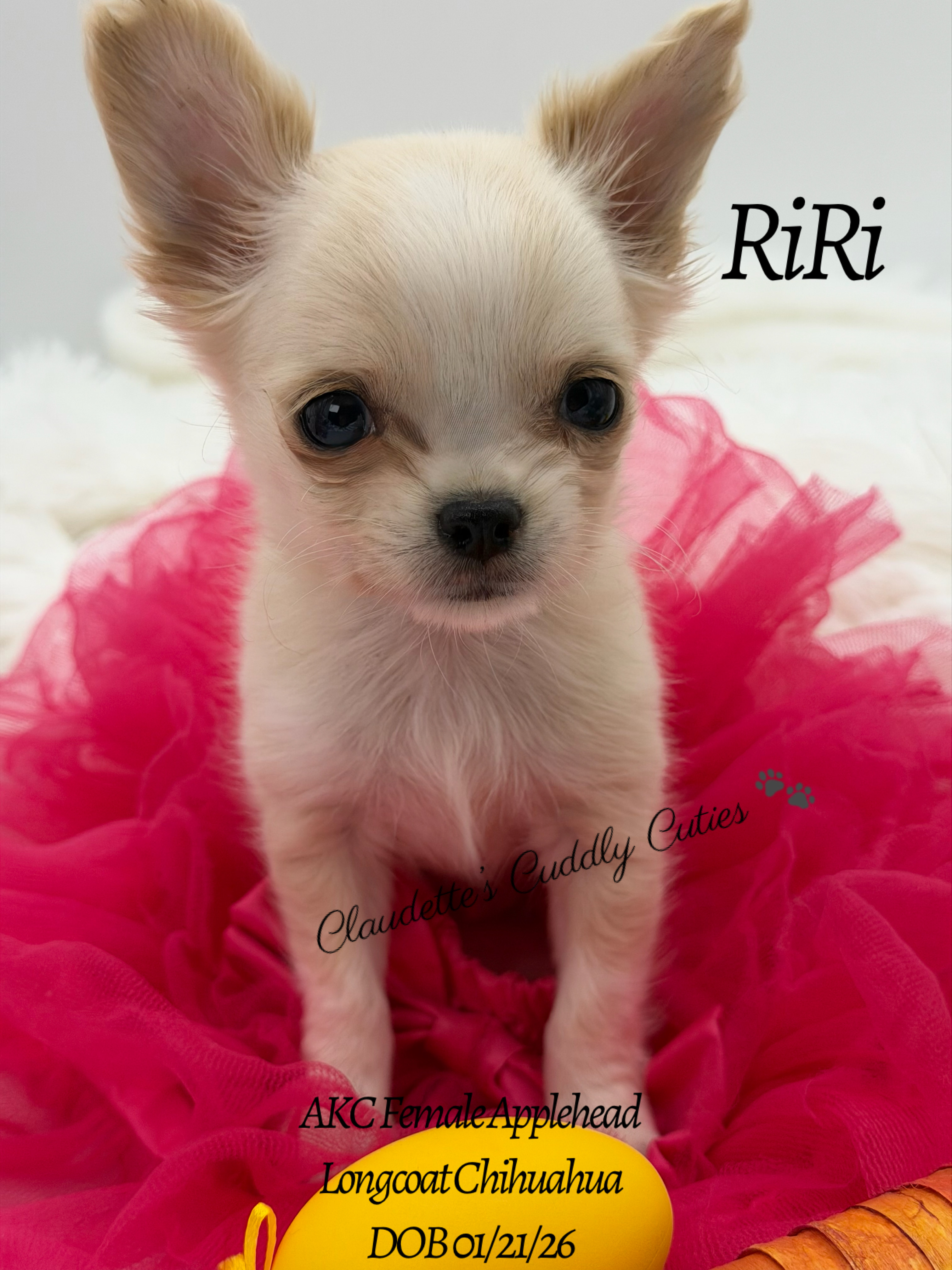 Southeast Texas Yorkies and Chihuahua Puppies for sale