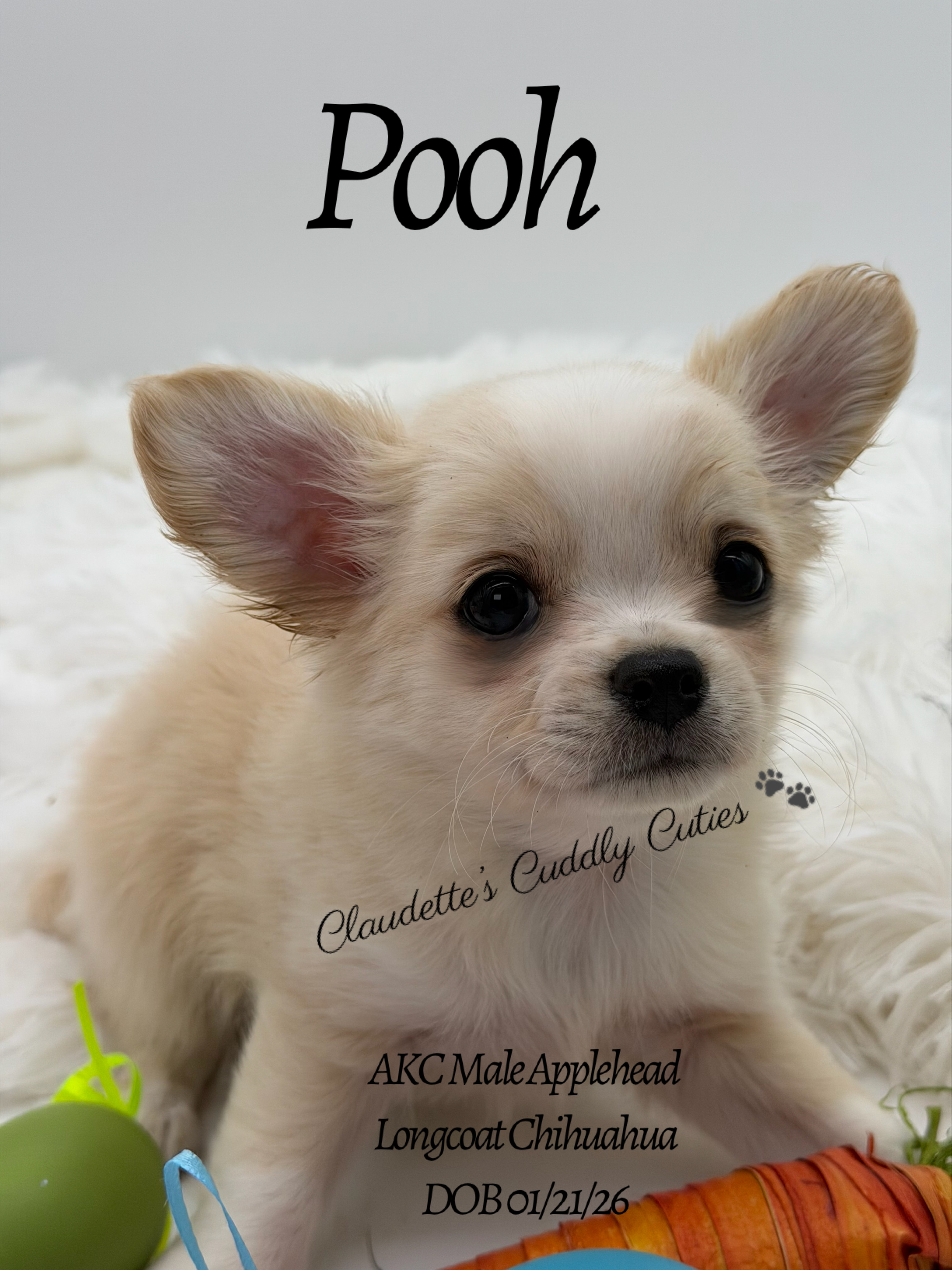 Southeast Texas Yorkies and Chihuahua Puppies for sale