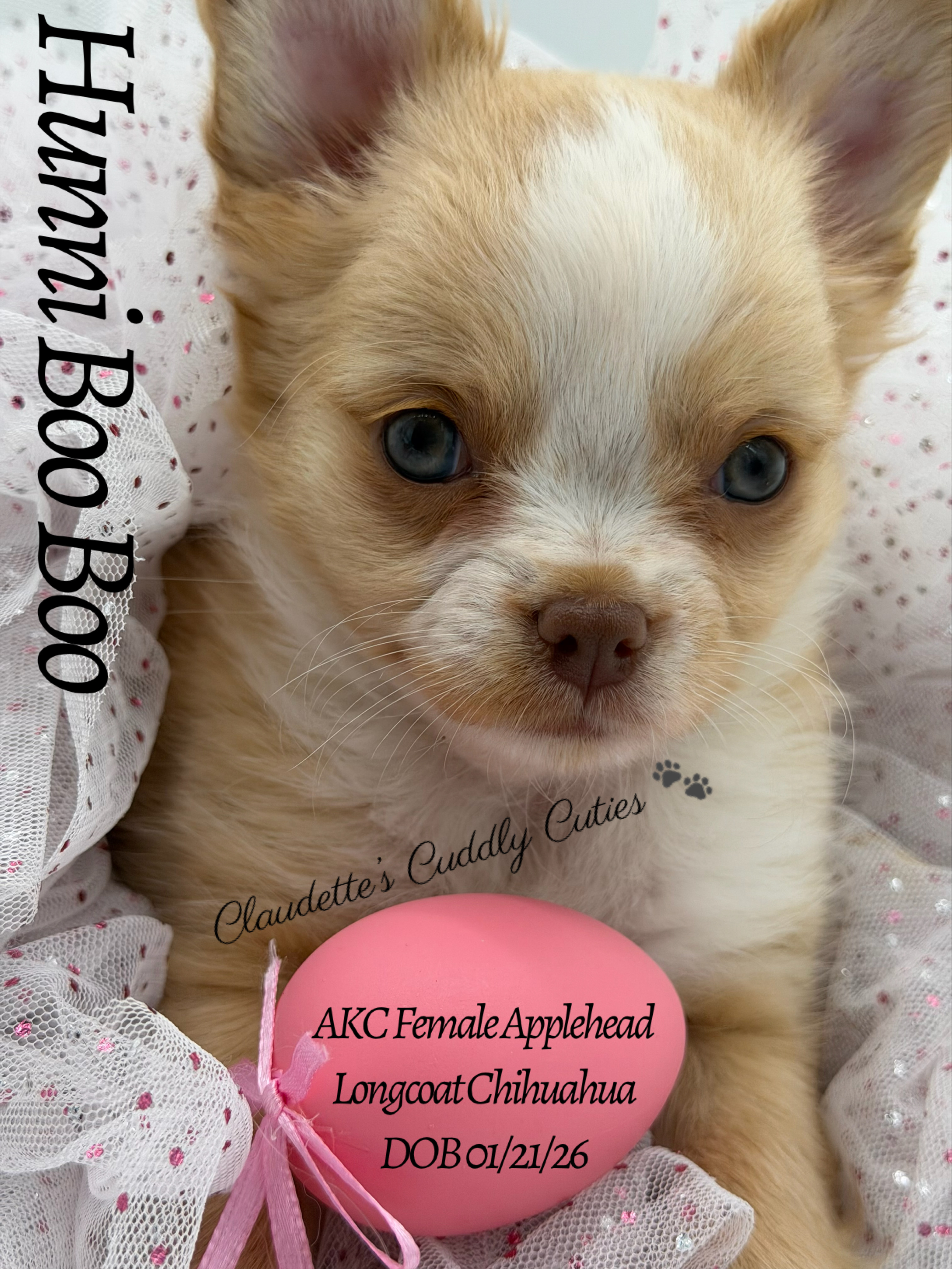 Southeast Texas Yorkies and Chihuahua Puppies for sale