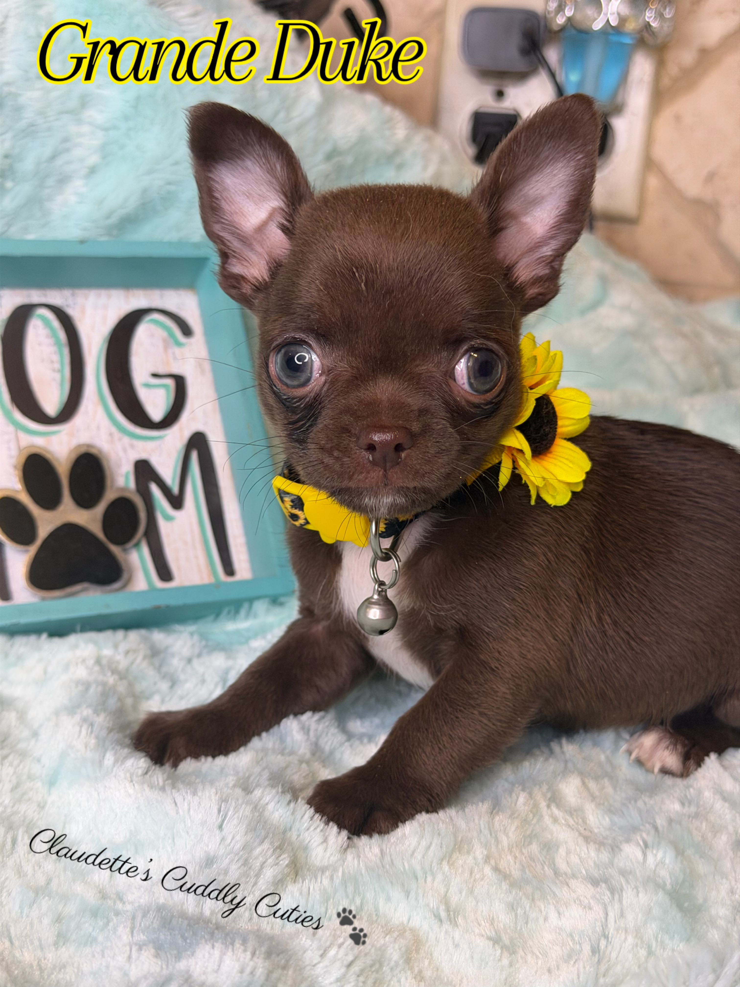 Southeast Texas Yorkies and Chihuahua Puppies for sale