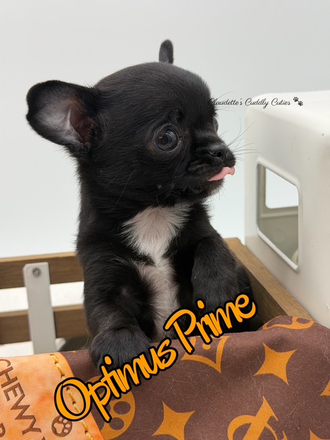 Southeast Texas Yorkies and Chihuahua Puppies for sale