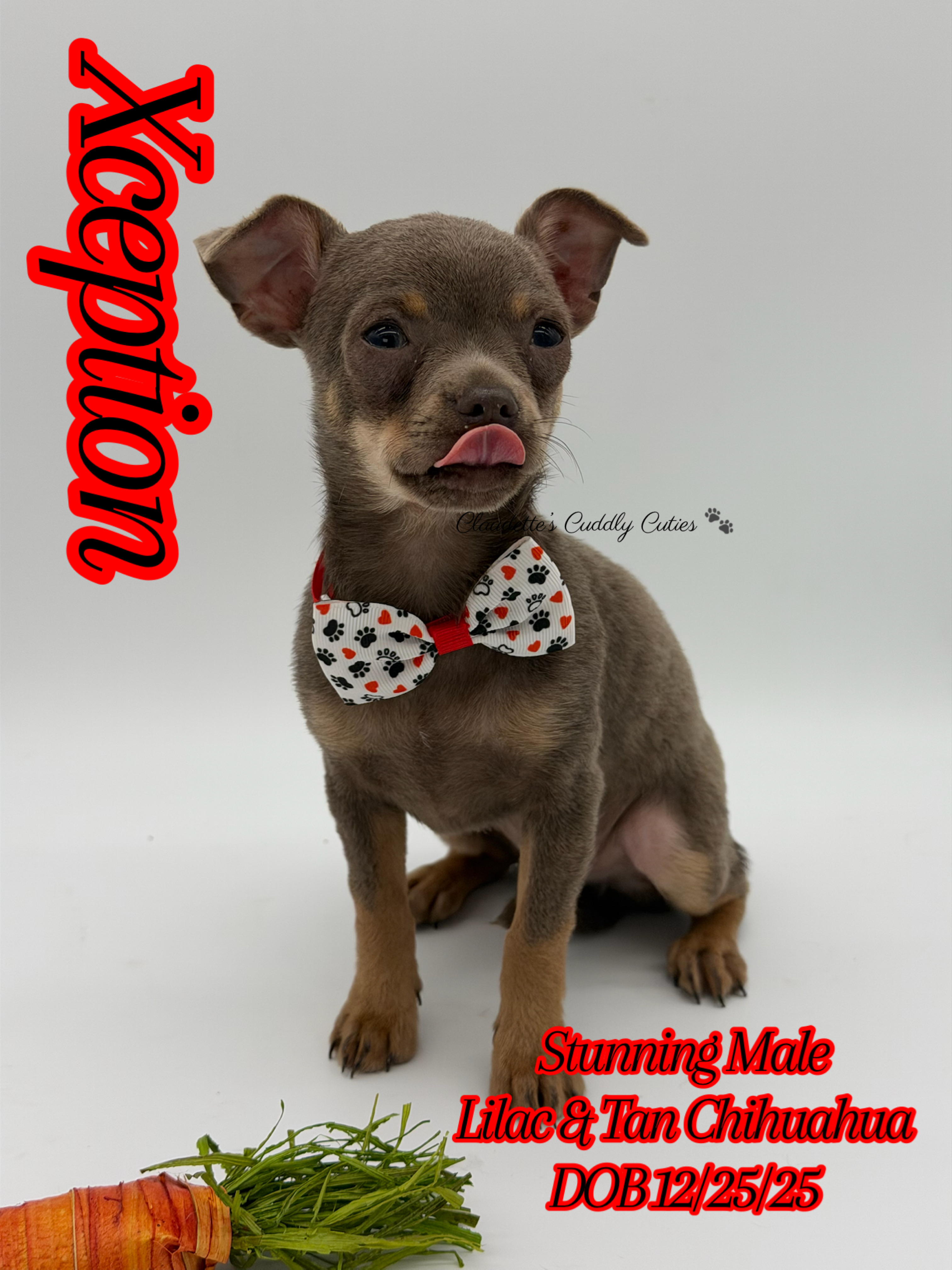 Southeast Texas Yorkies and Chihuahua Puppies for sale