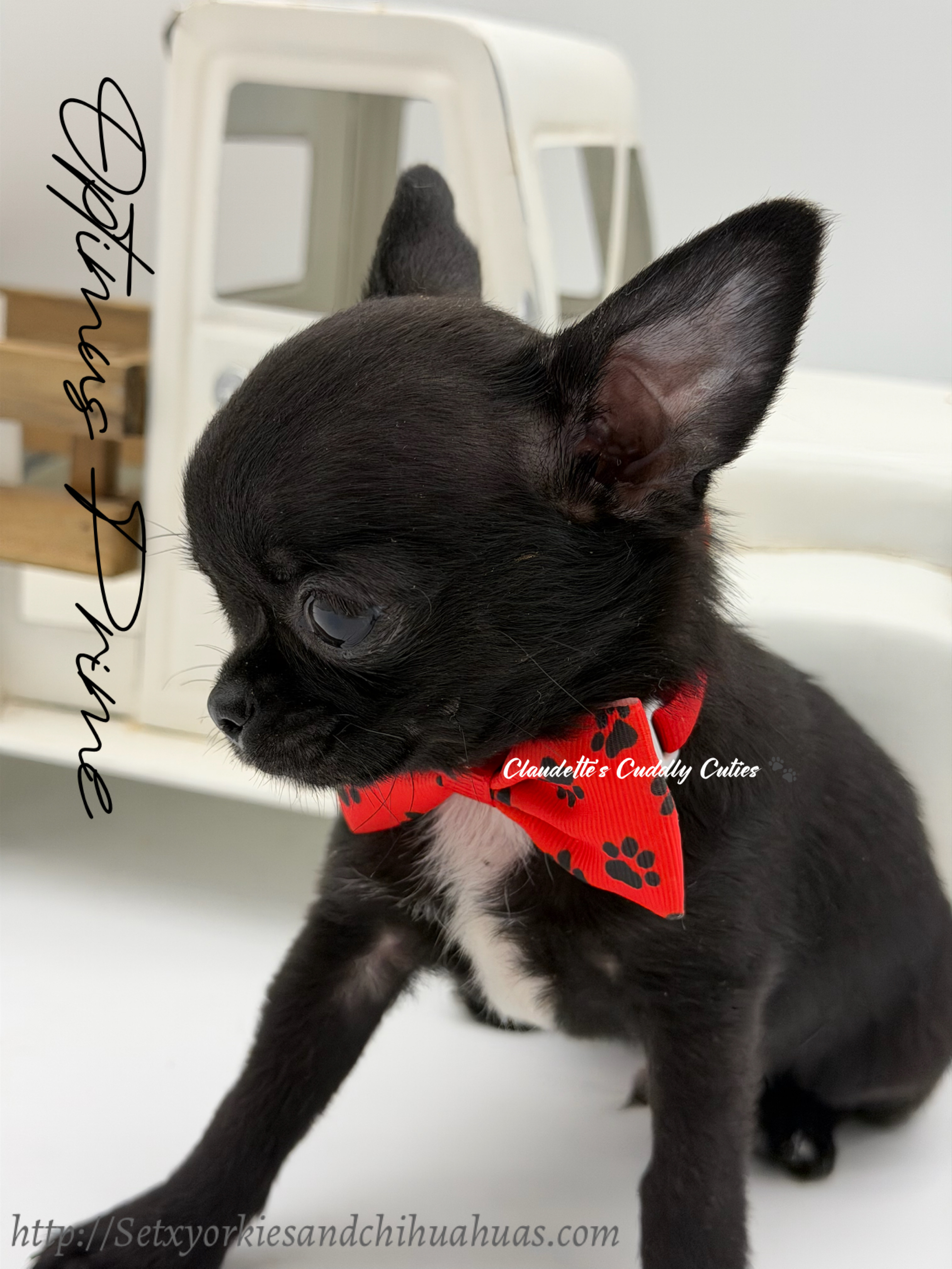 Southeast Texas Yorkies and Chihuahua Puppies for sale