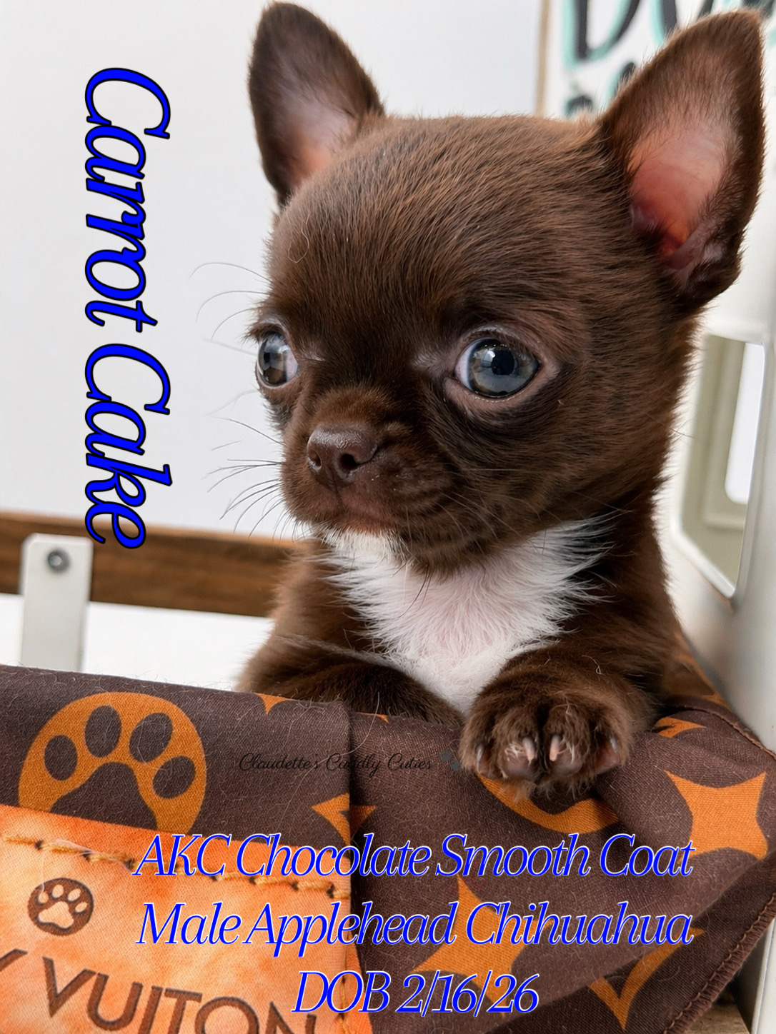 Southeast Texas Yorkies and Chihuahua Puppies for sale