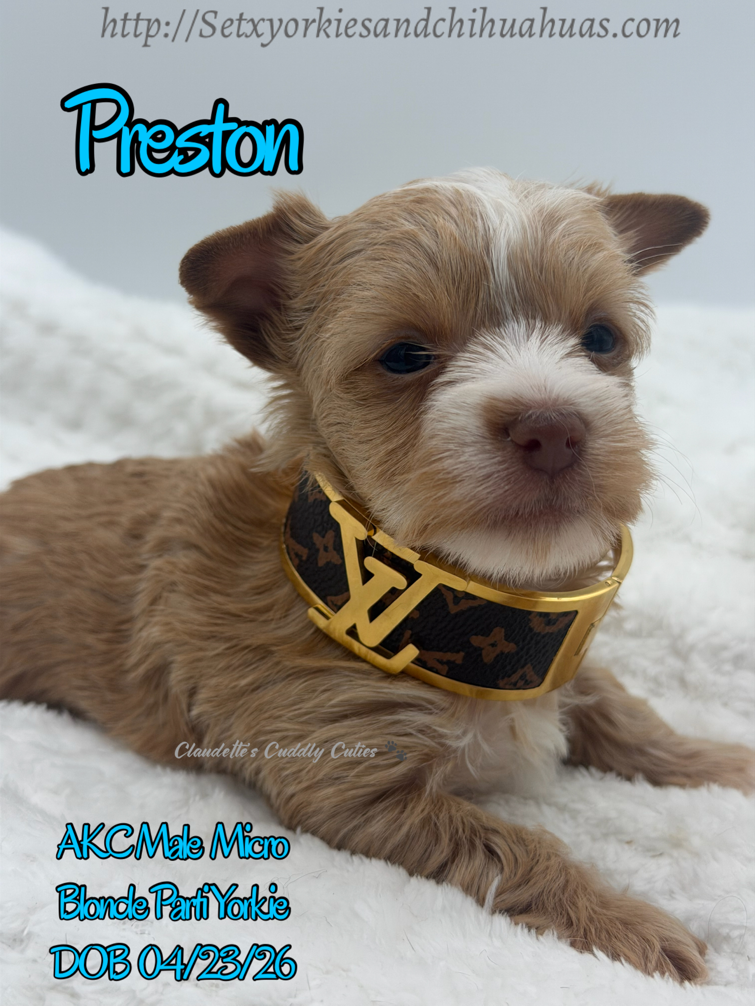 Southeast Texas Yorkies and Chihuahua Puppies