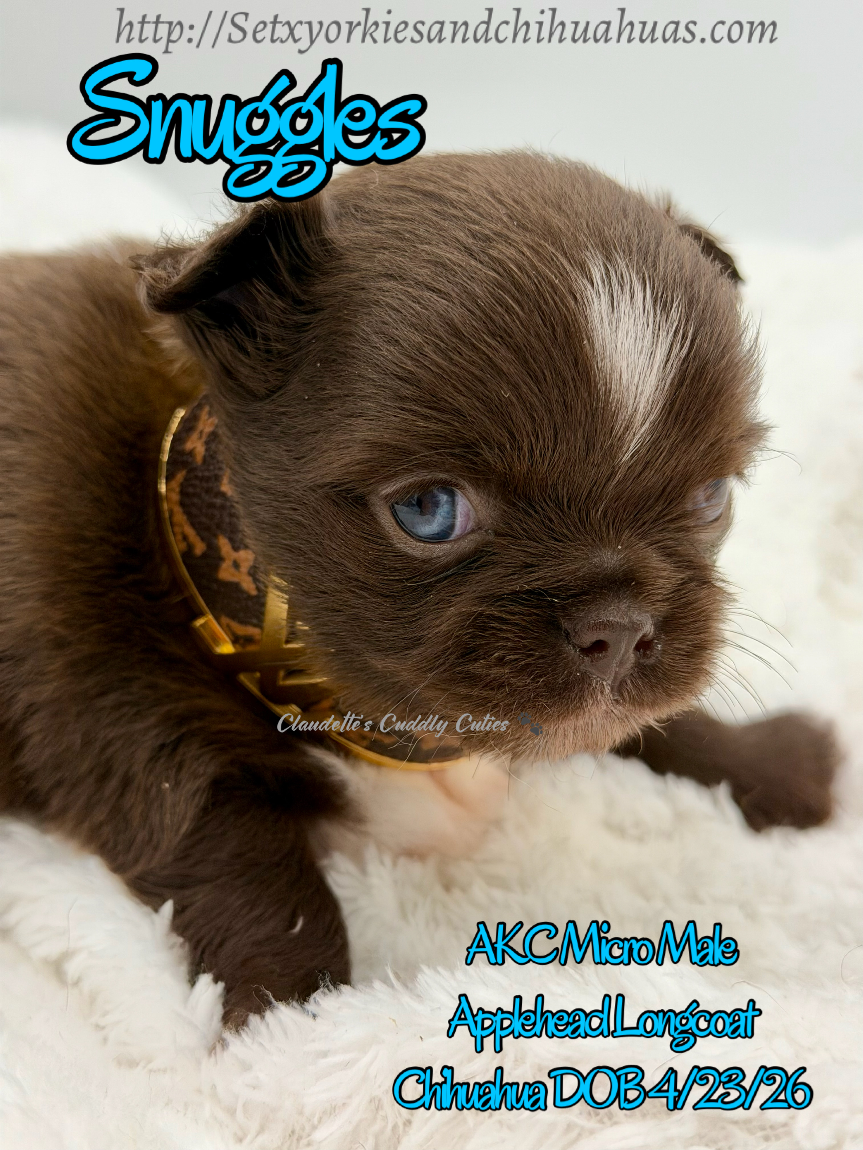 Southeast Texas Yorkies and Chihuahua Puppies for sale
