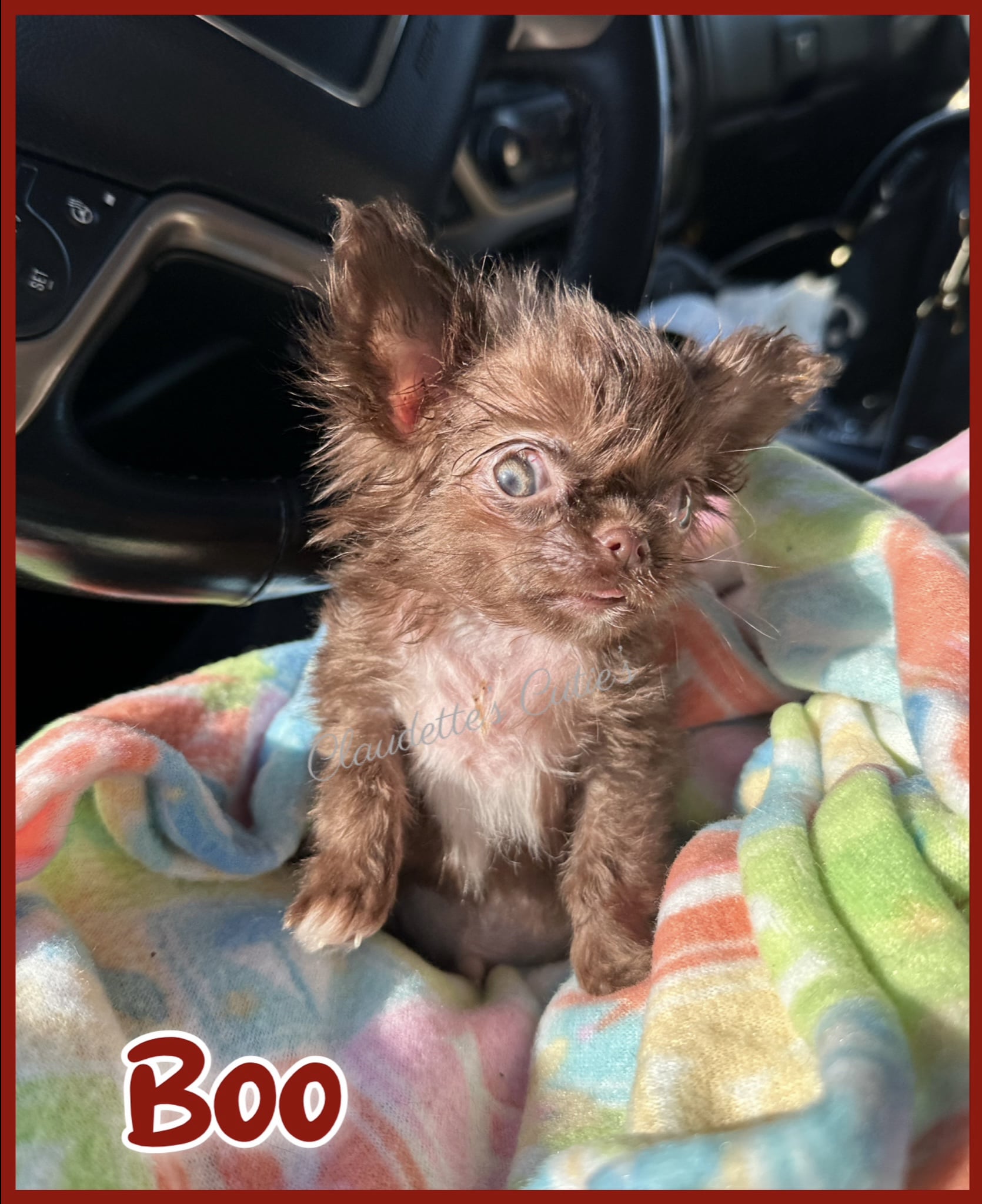 Southeast Texas Angel Face Chihuahua and Yorkie Puppies