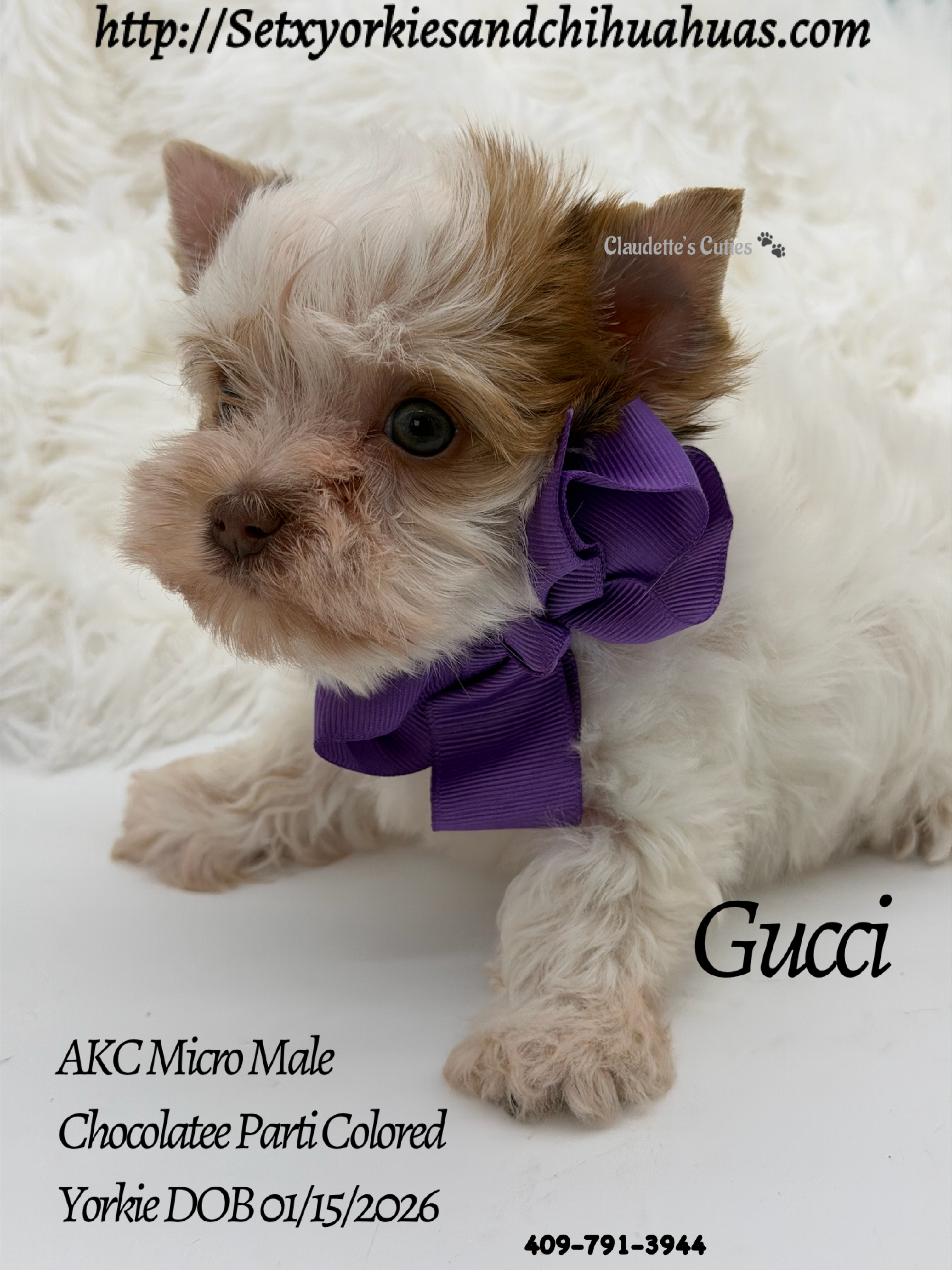 Southeast Texas Yorkies and Chihuahua Puppies for sale